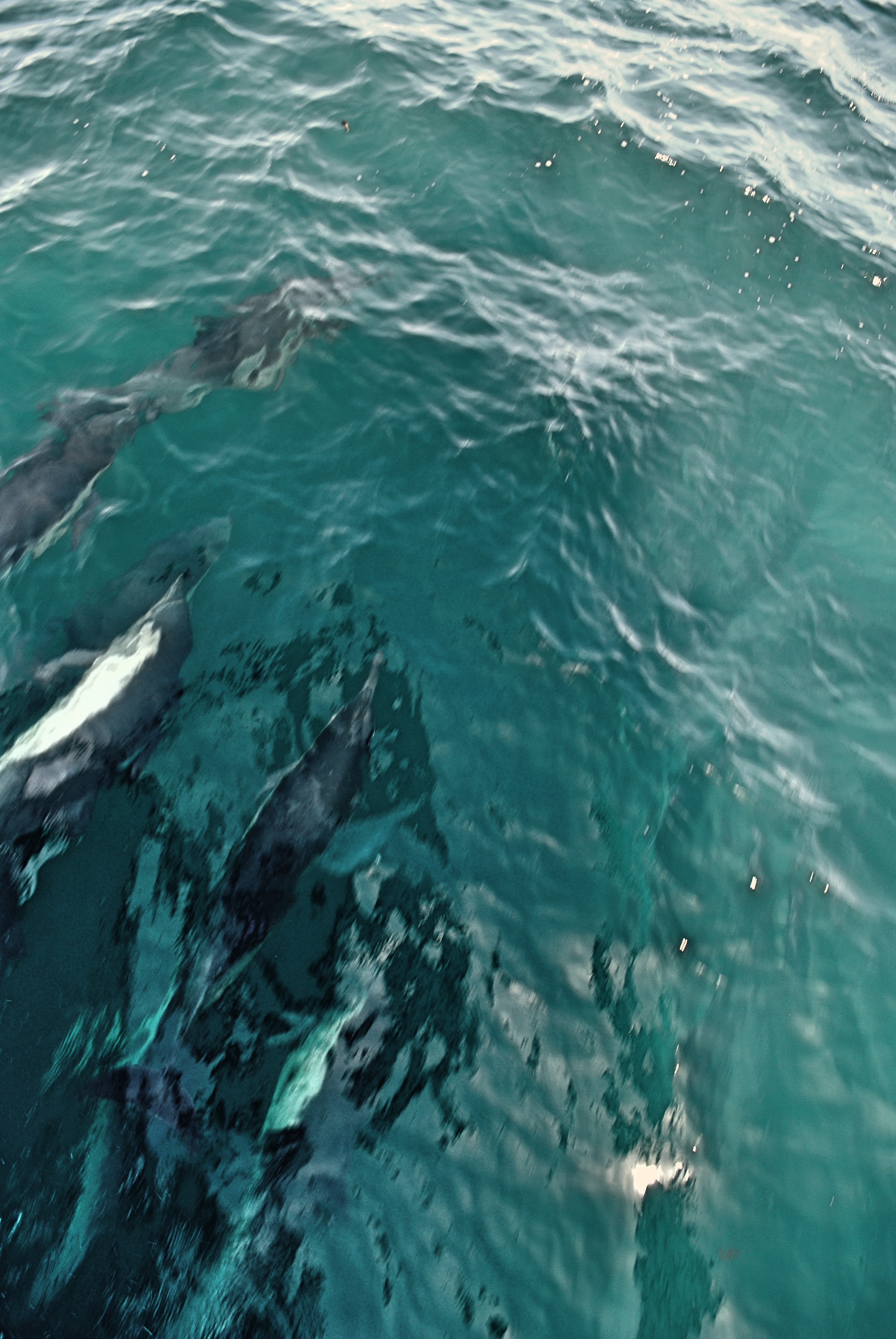 Dolphins on the way to the island.