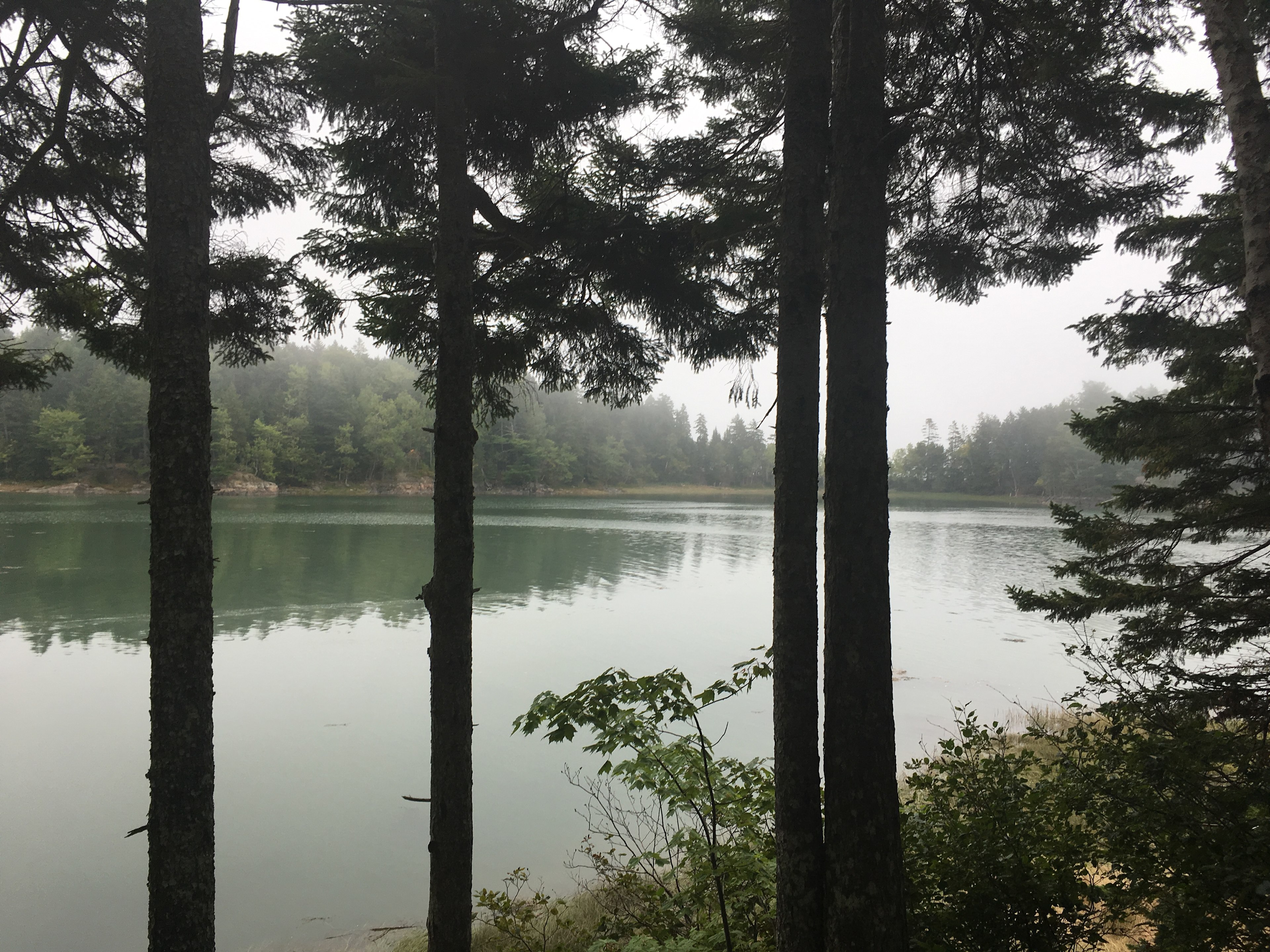 Cobscook Bay State Park