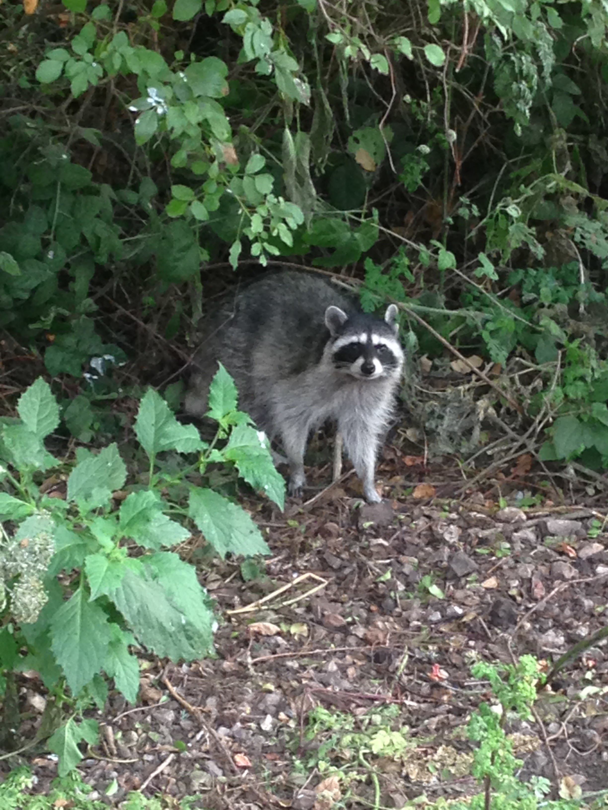 The raccoons can be a little too friendly!!