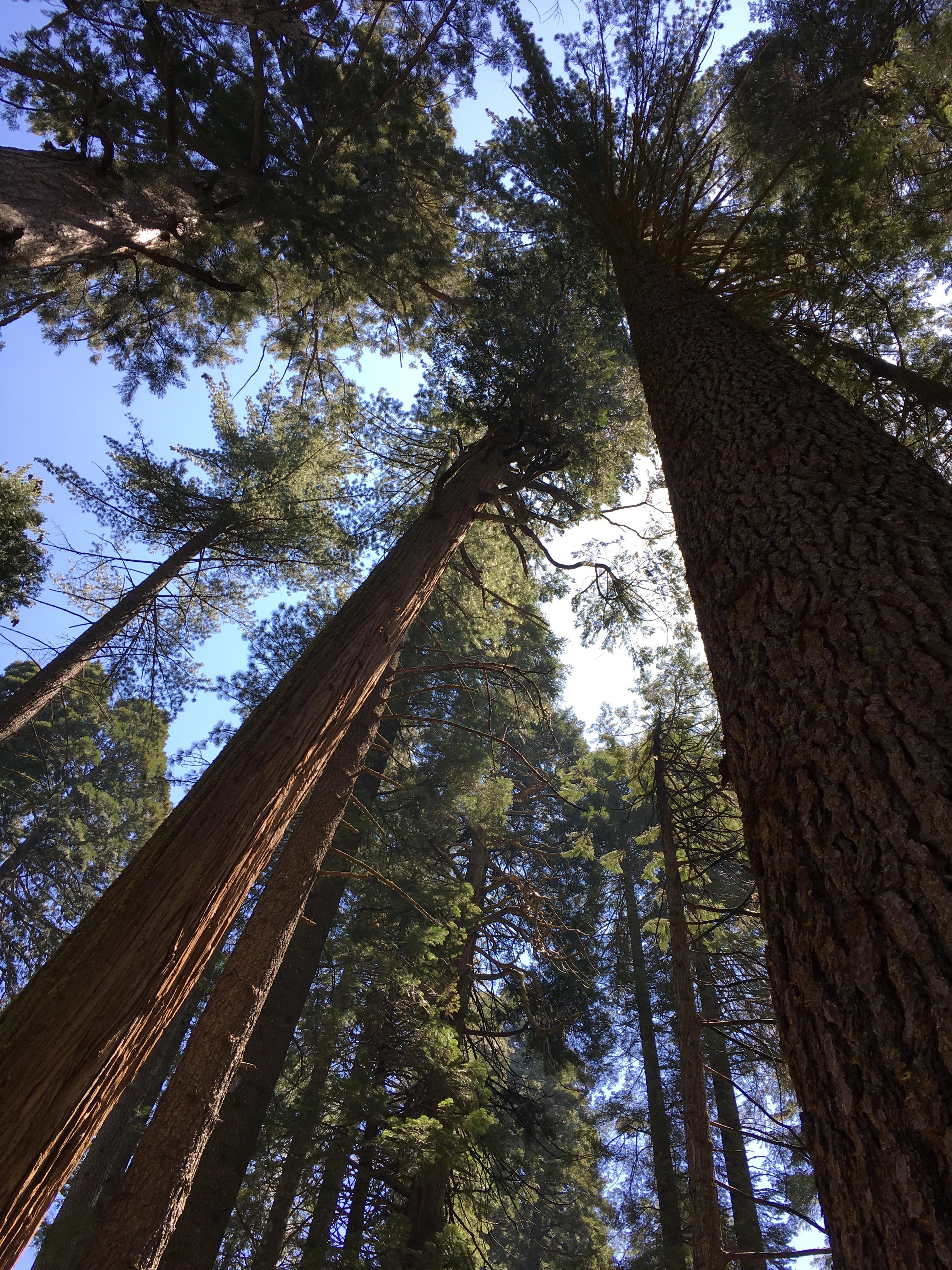 Some of the most spectacular trees I've ever seen!