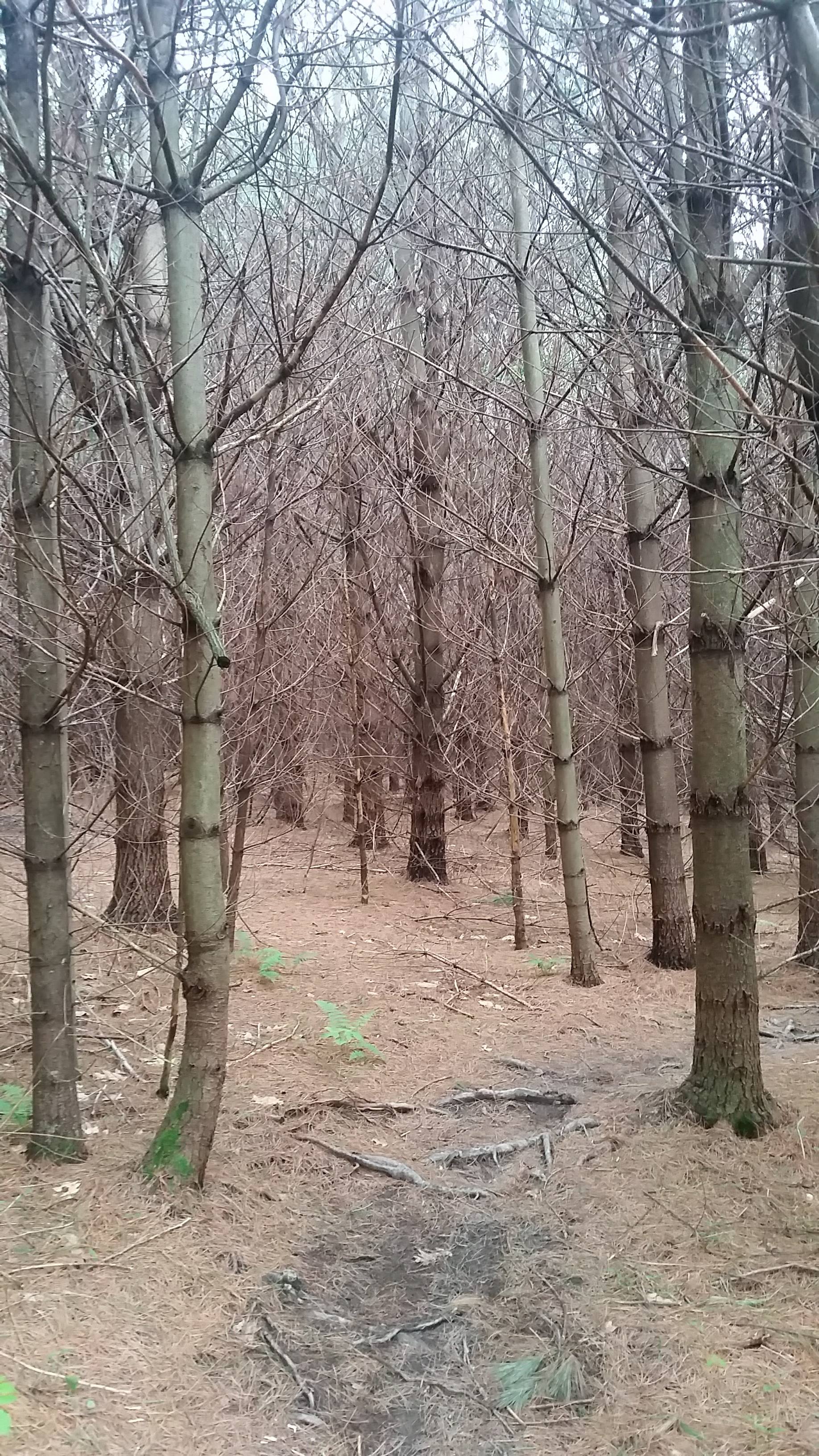 the Needles trail is gorgeous! 