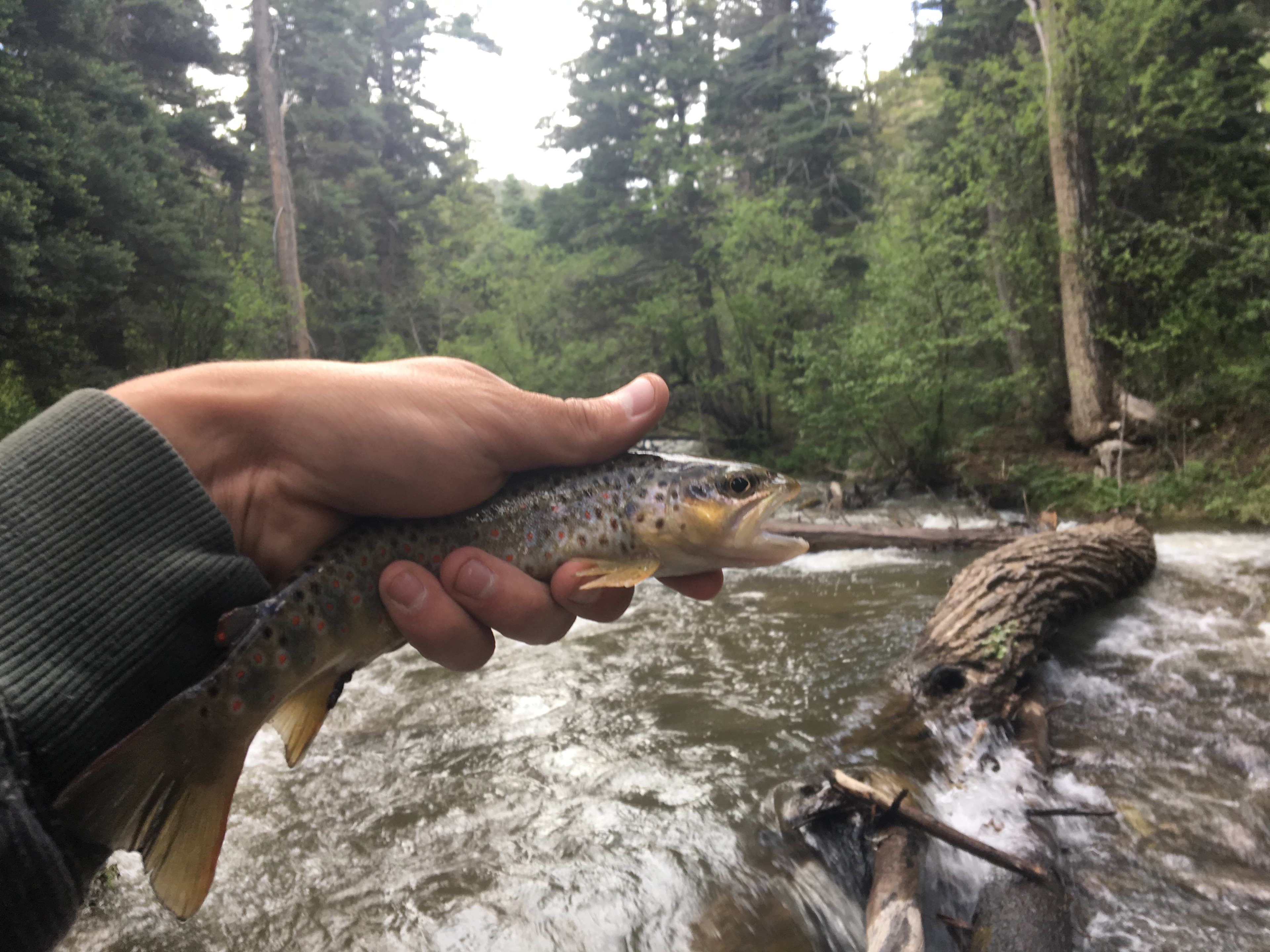 Cuchillo Del Medio Campground