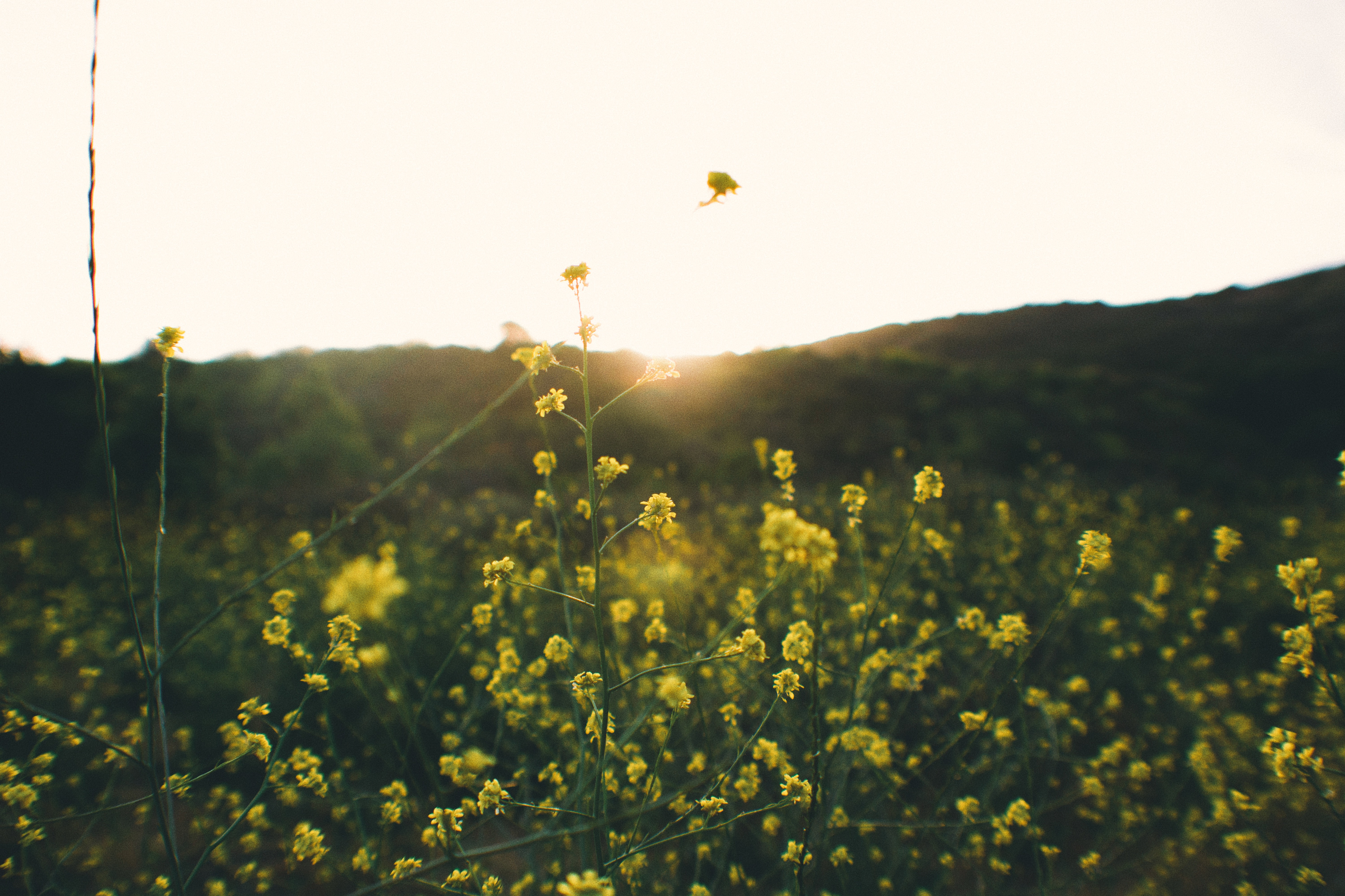 Beautiful small meadows surround the campsite loops, giving opportunity to great morning sunrise walks.