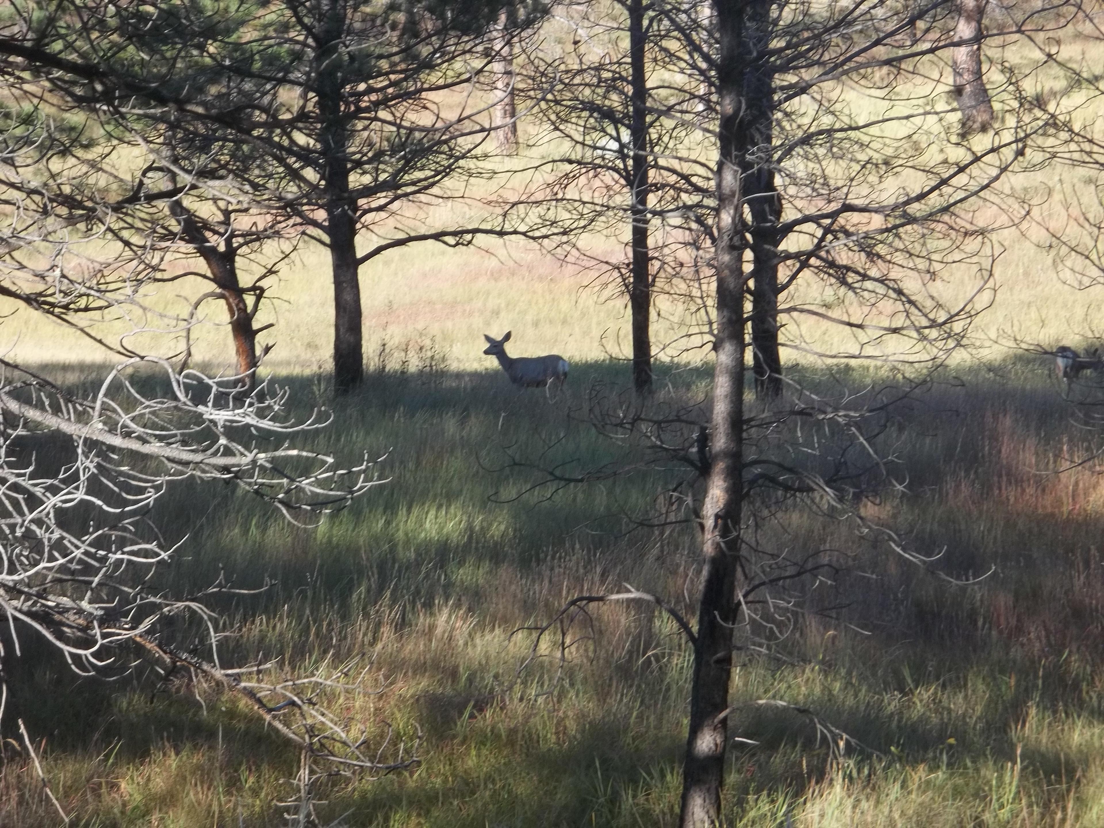 Mule deer