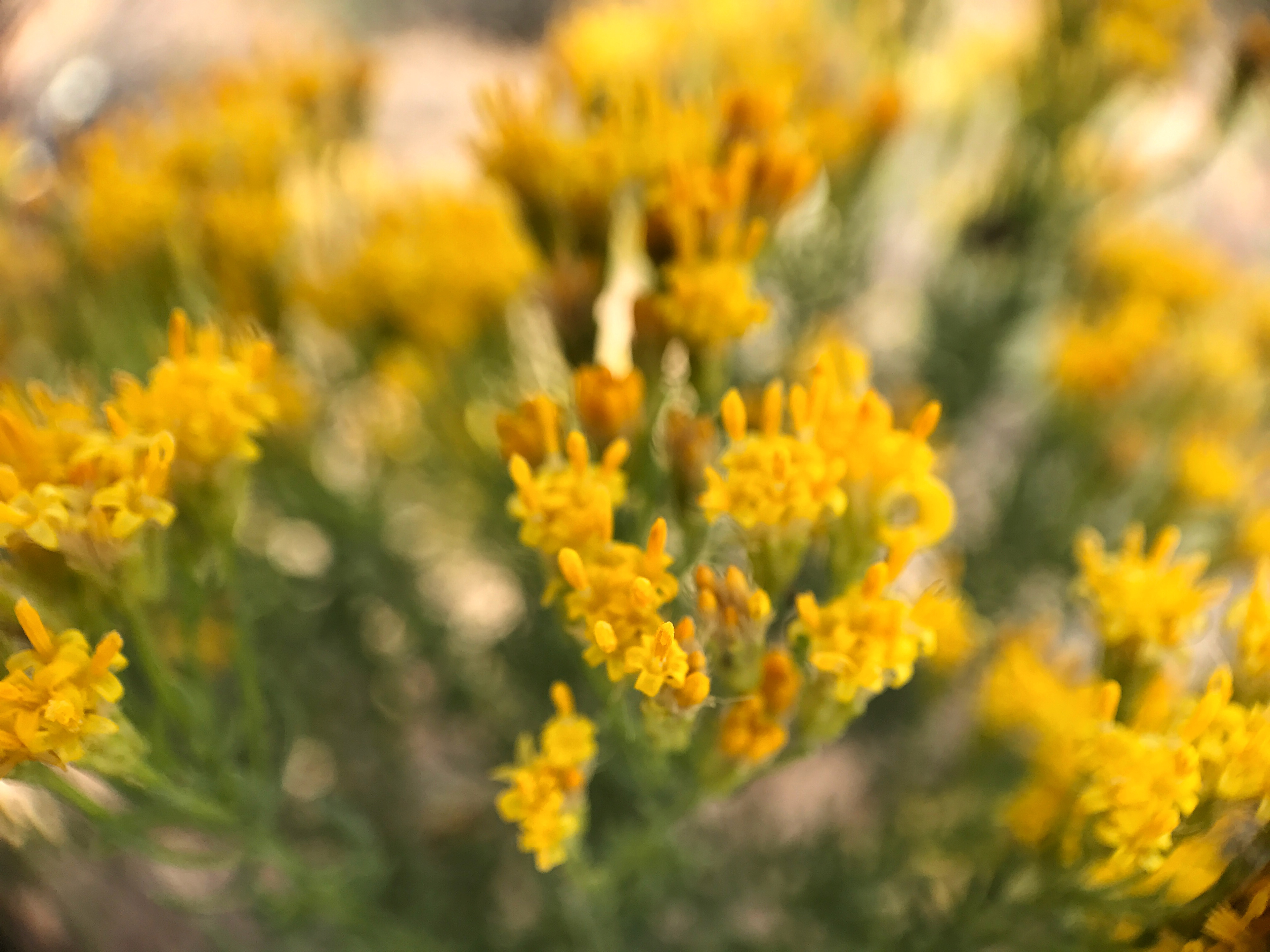 Flowers were in bloom this Spring!