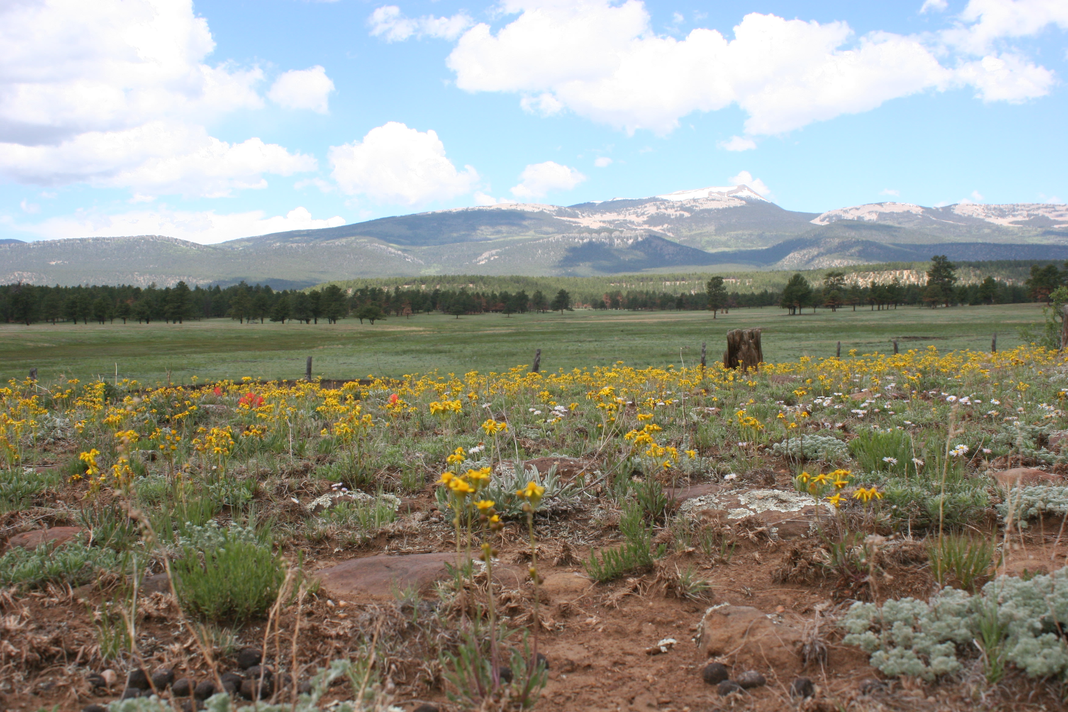 Just past McKrystal Campground there's a parking area.  On either side of the road there are closed roads to motor vehicles.  This side you can walk to an old Boy scout camp.  The walk is lovely-lots of wildlife, flowers, mountain views!