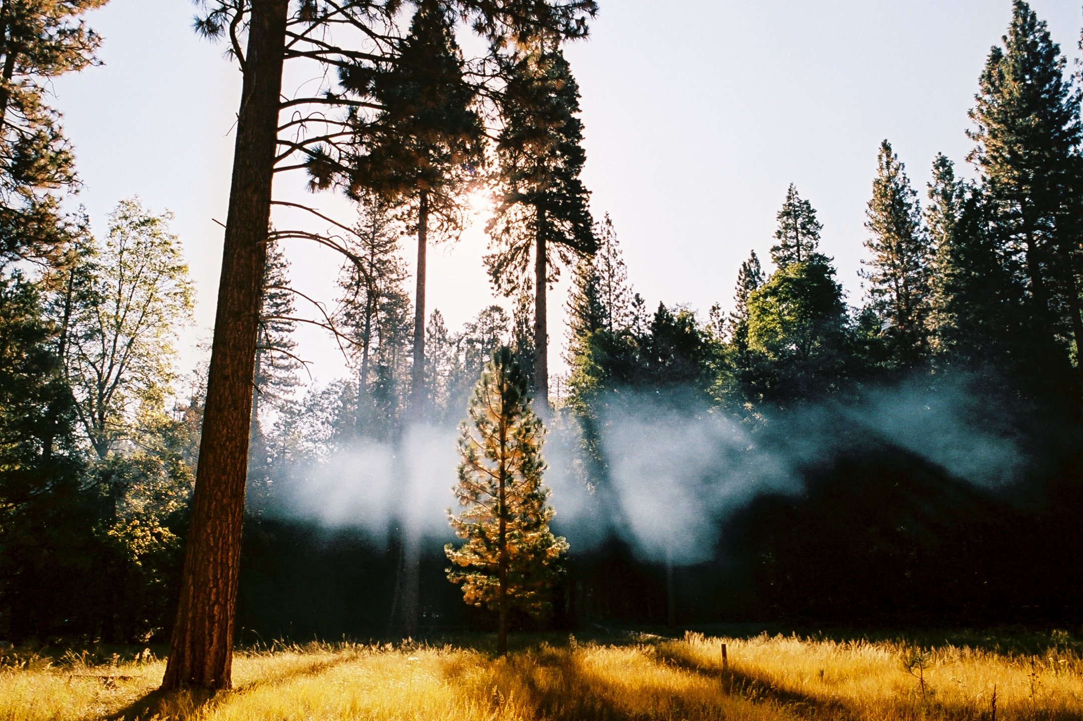 View of clearing in Sentinel Campground