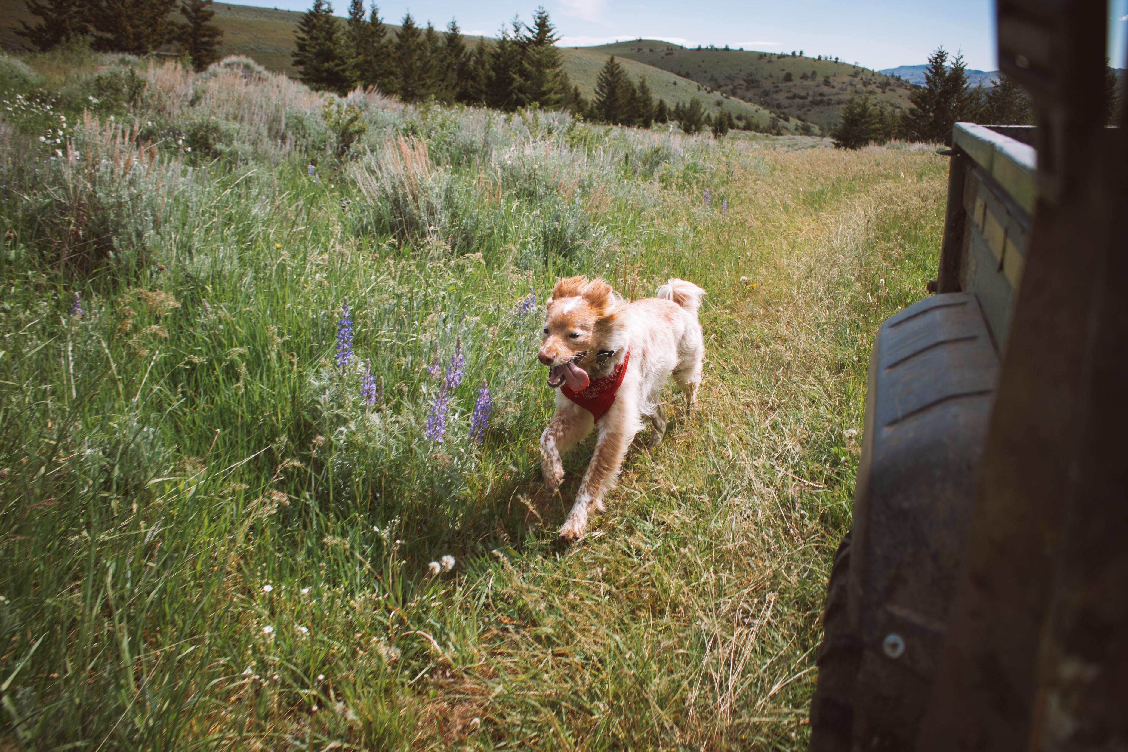 Dylan having the time of her life, living out her ranch dog dreams.
