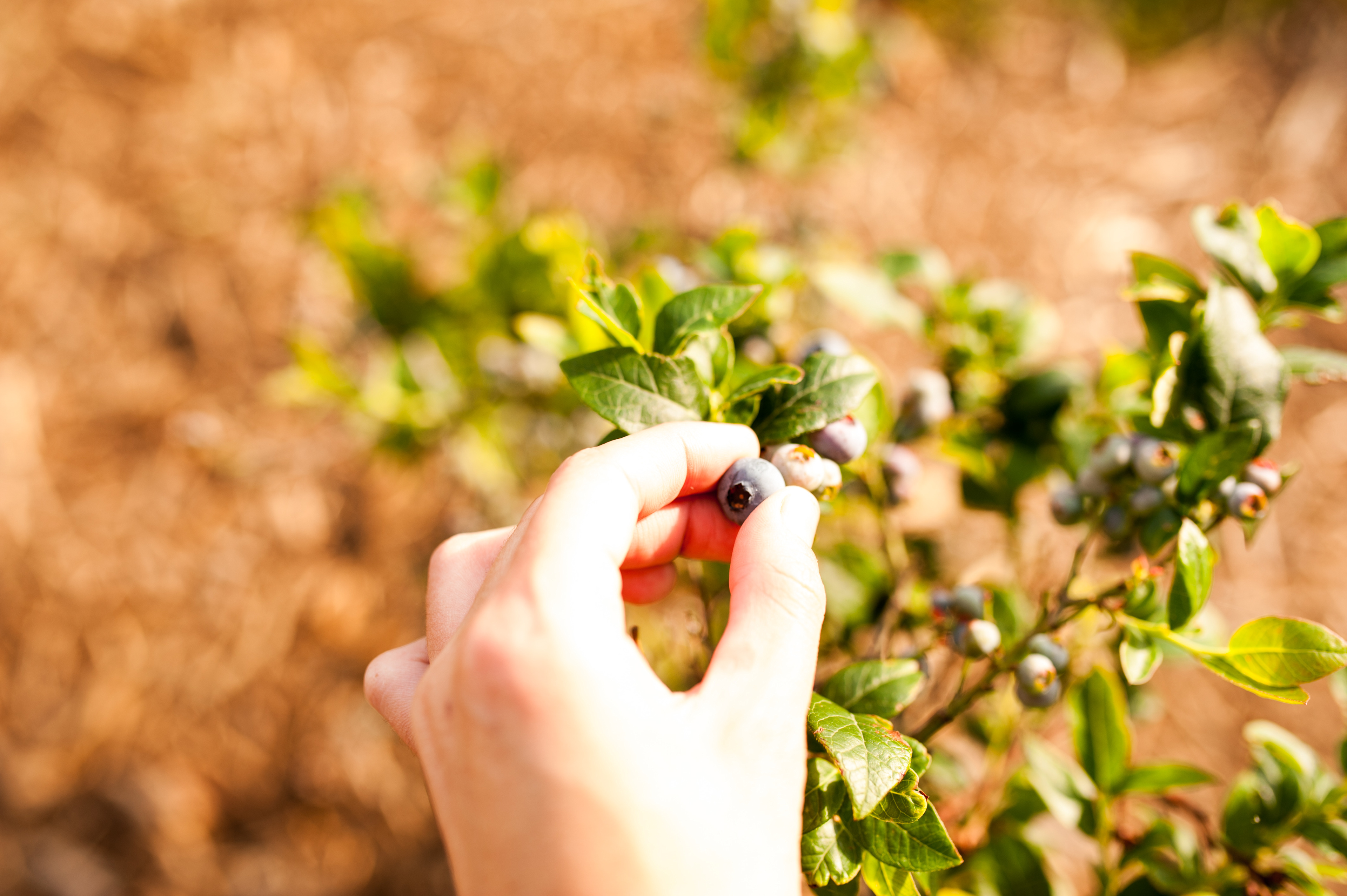 Pick your own blueberries! 