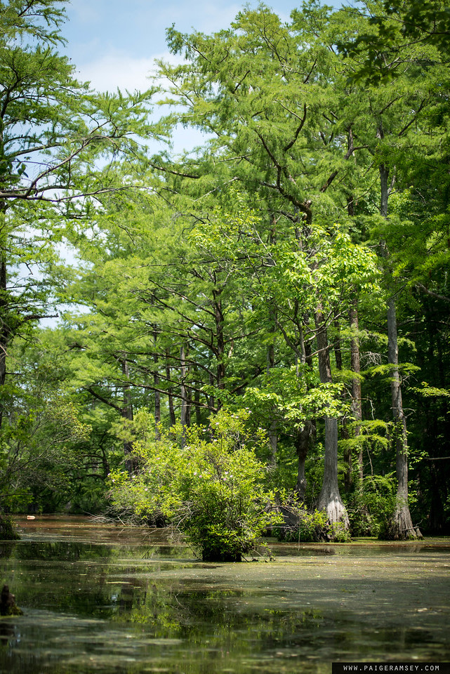 Merchants Millpond State Park