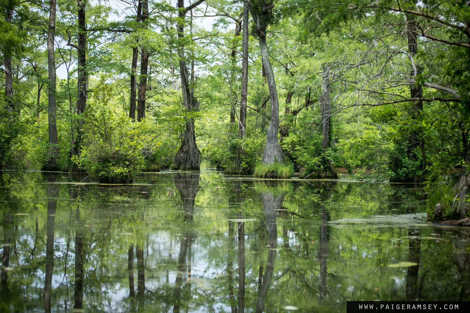Merchants Millpond Campground