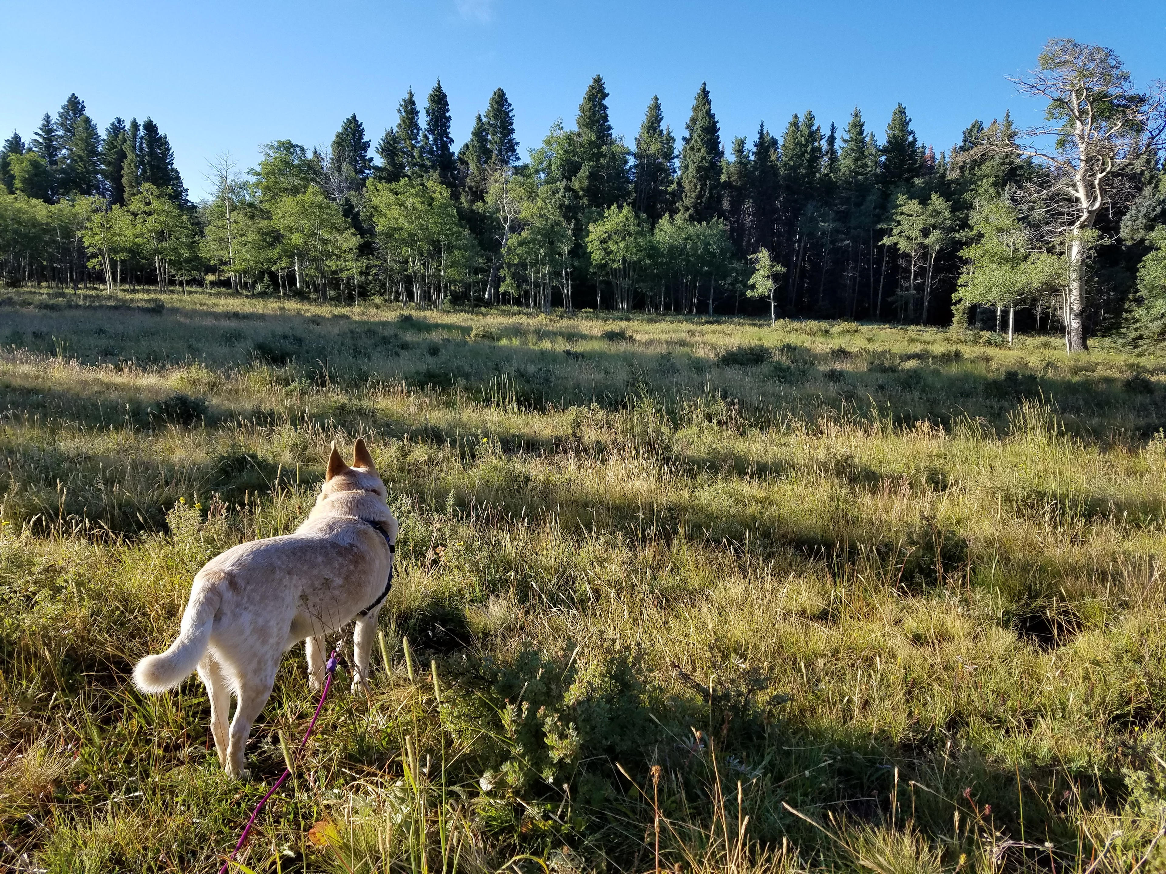 Camping on the big meadow.