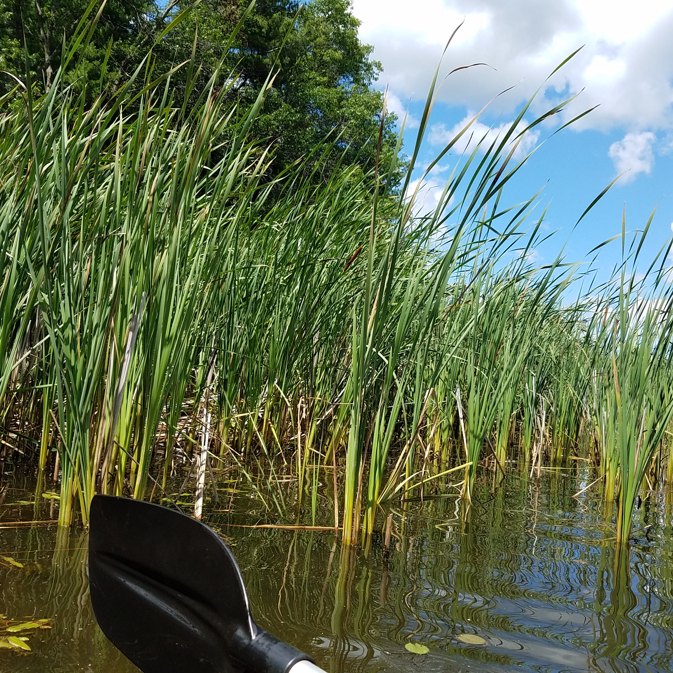 Small kayak spot.  Rentals available.  Lake was too windy the weekend I visited to kayak on.