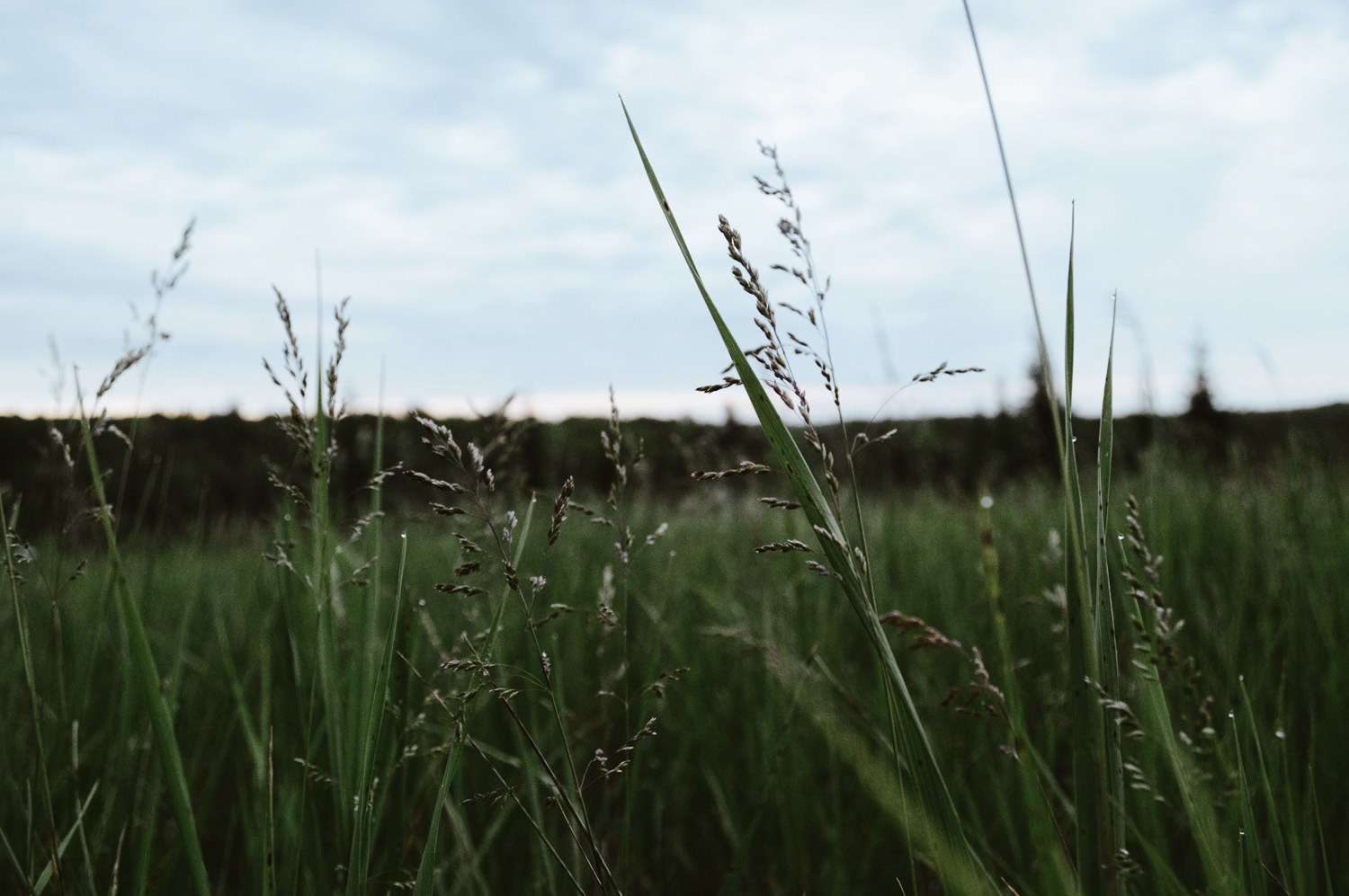 Tall grass around the campsite.