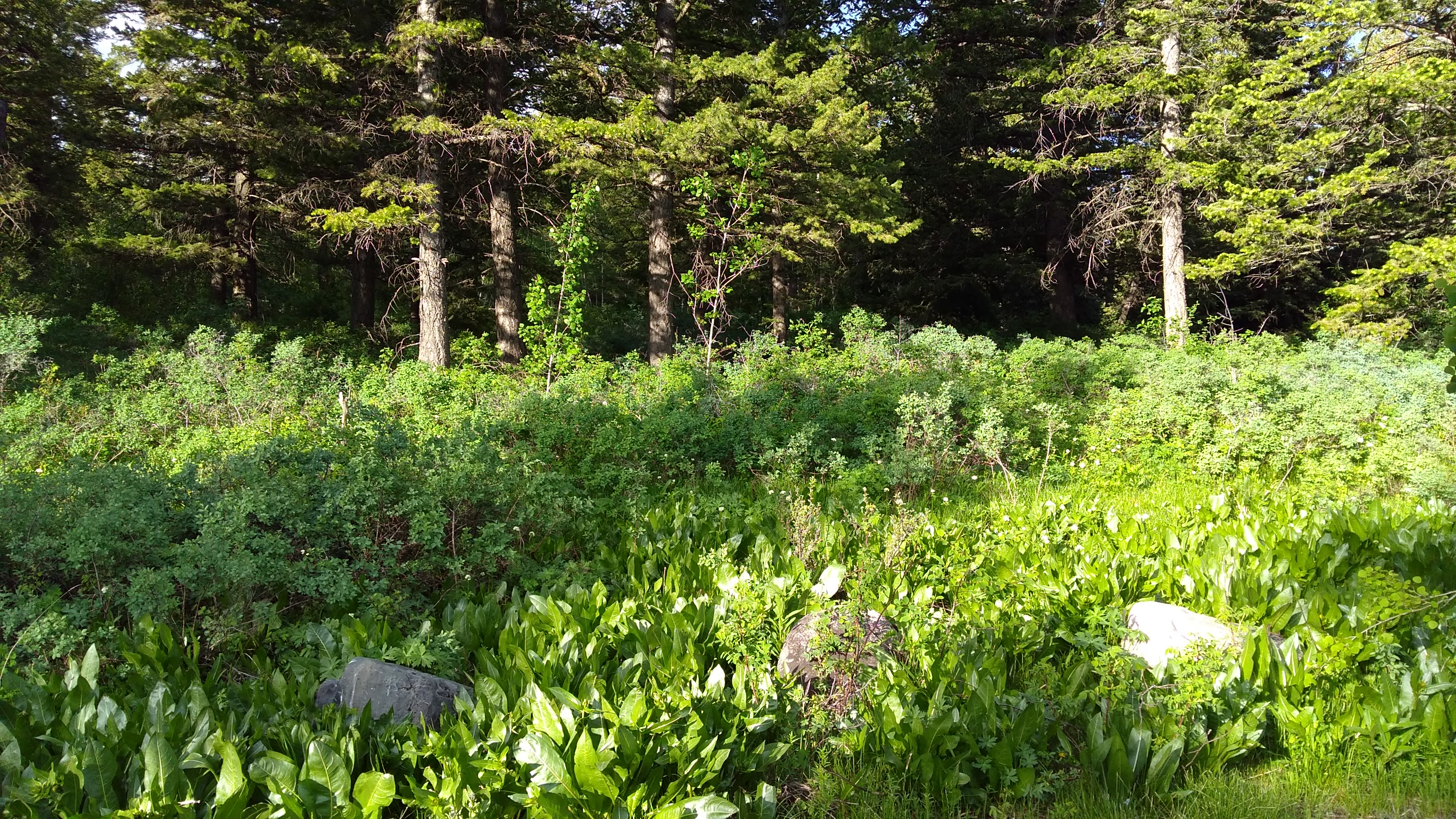 Scout Mountain Campground