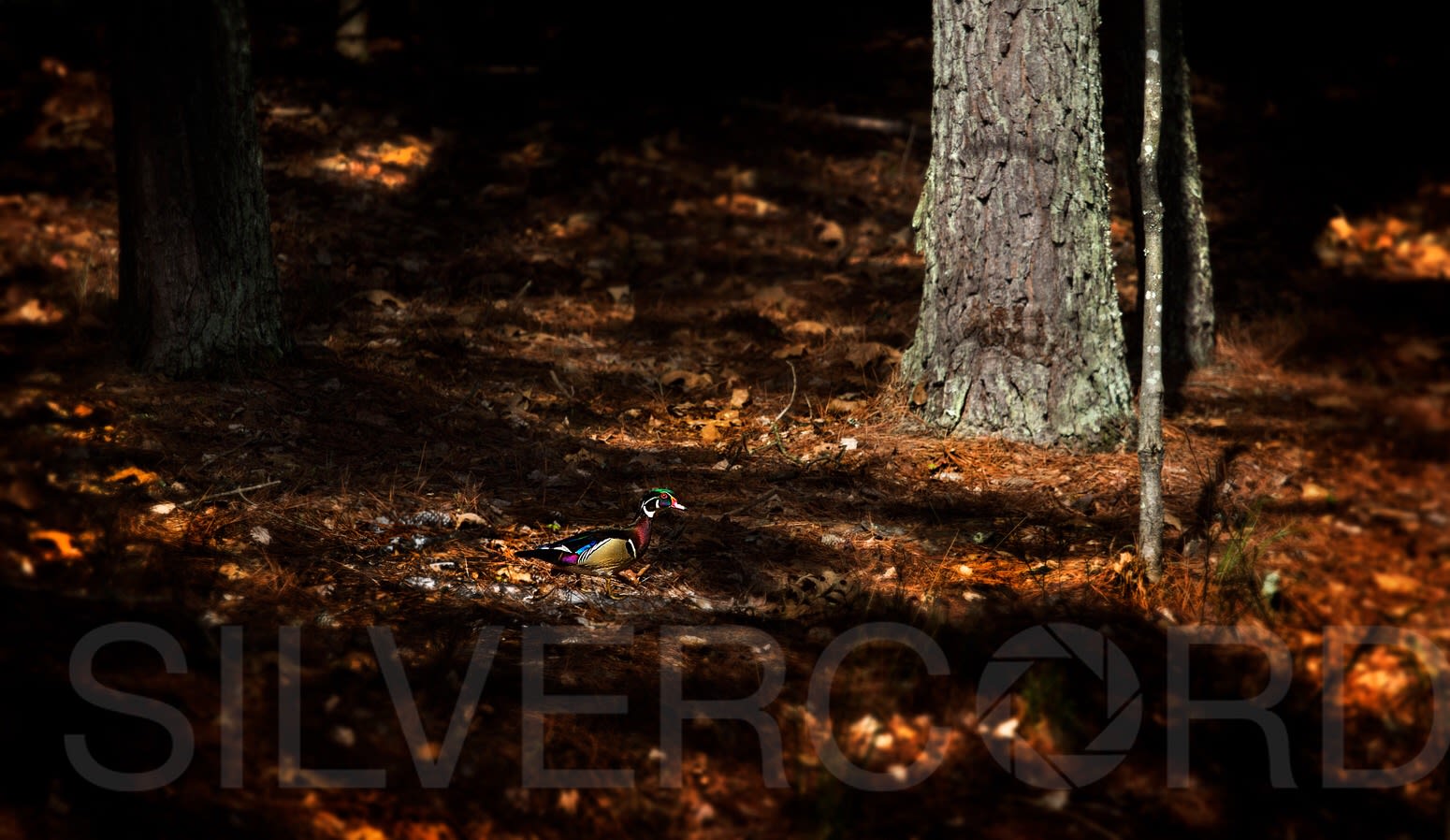 A sneaky American Wood Duck encounter on a hike at Jordan Lake NC