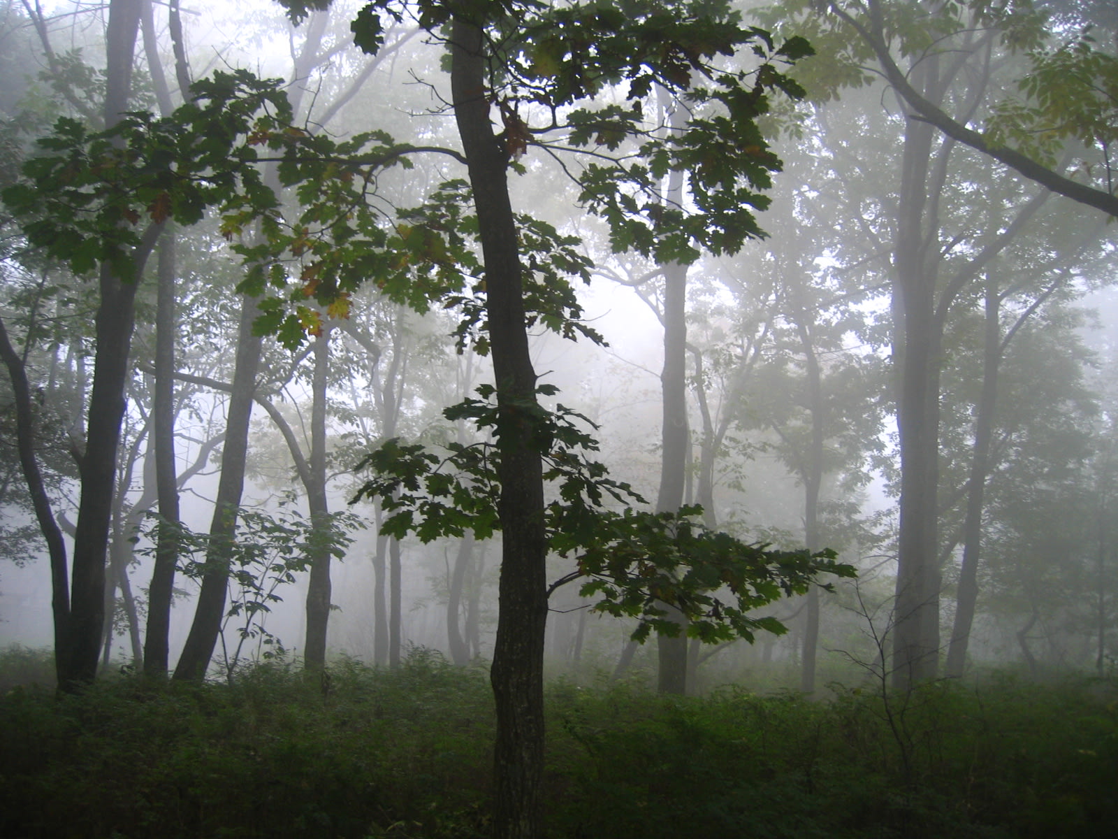 Cool, often foggy, mornings.