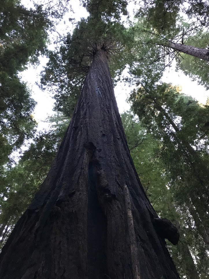 Redwood with burn scarring. 
