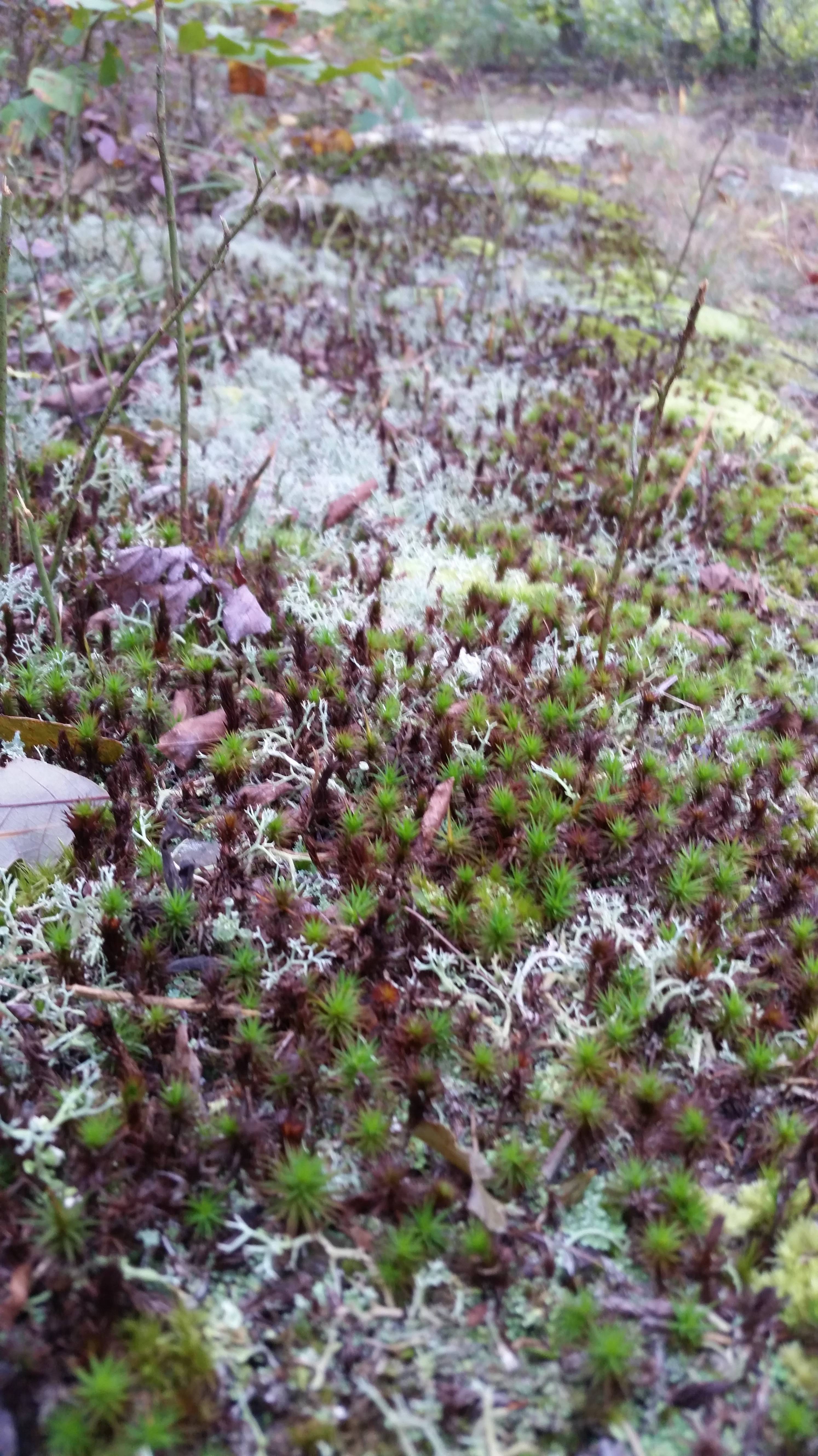 White Rock Mountain Recreation Area and Campground