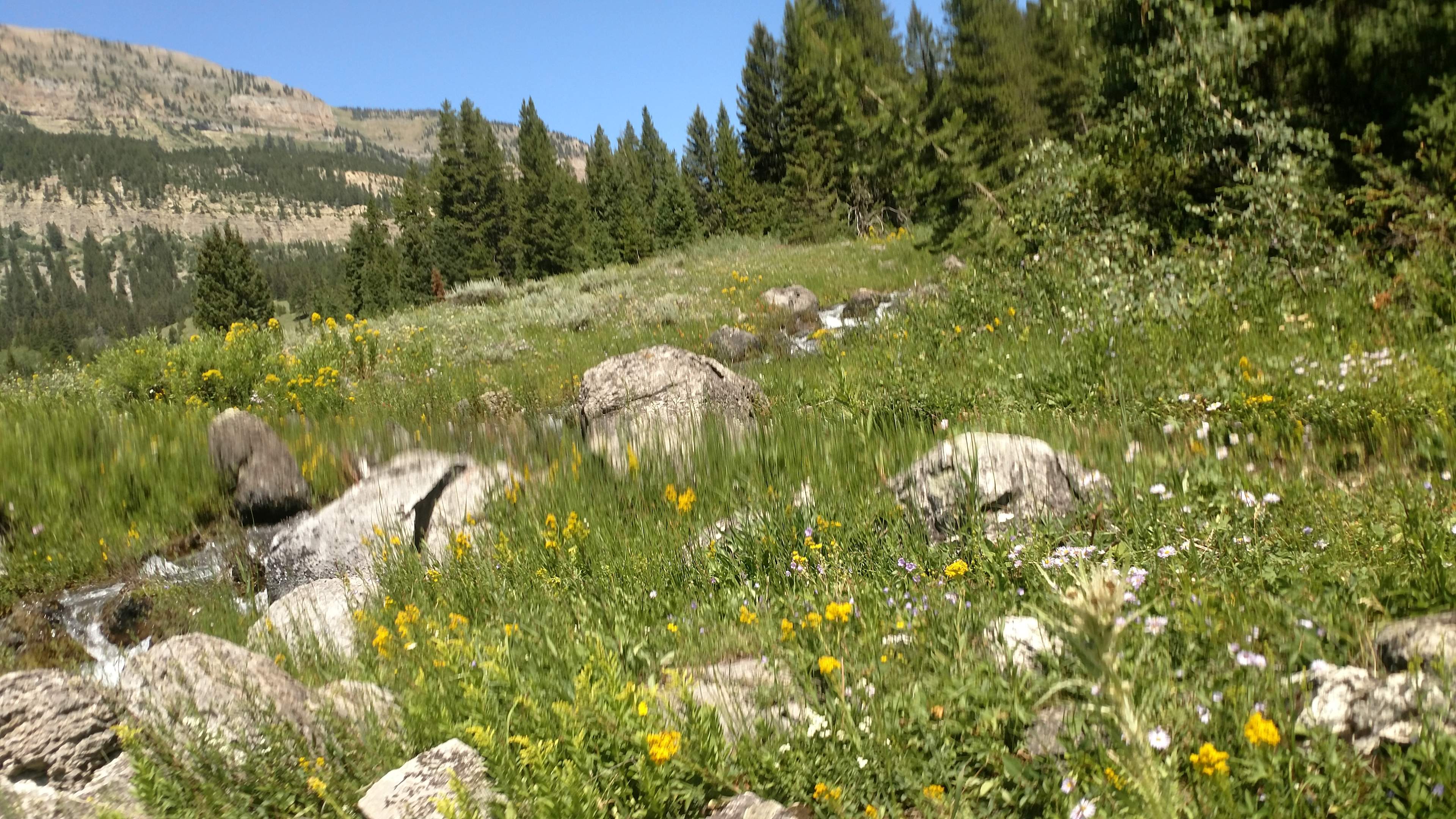 Granite Hot Springs is very close!!!  Amazing wildflowers!