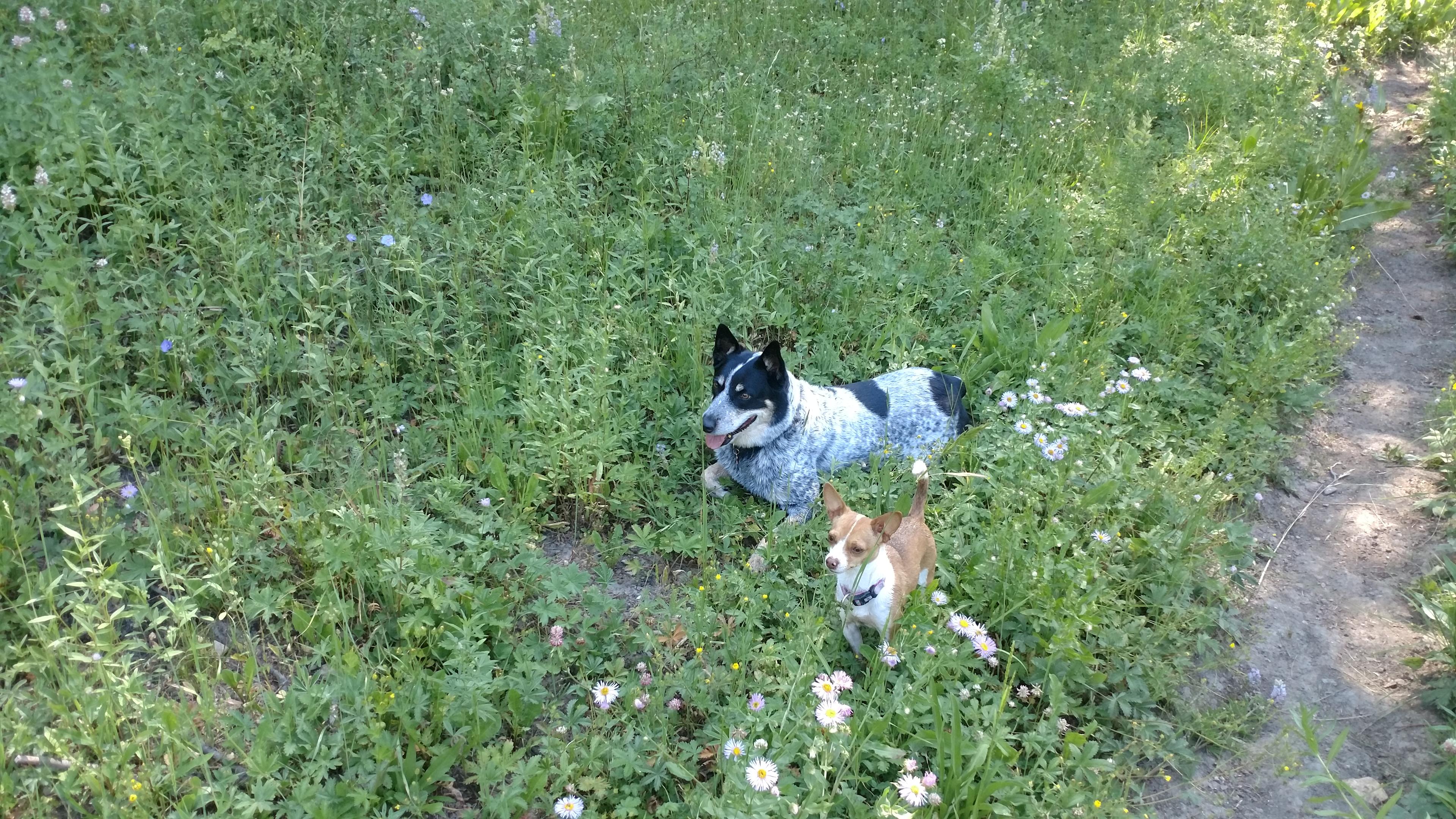 Dogs & flowers what can be better?!