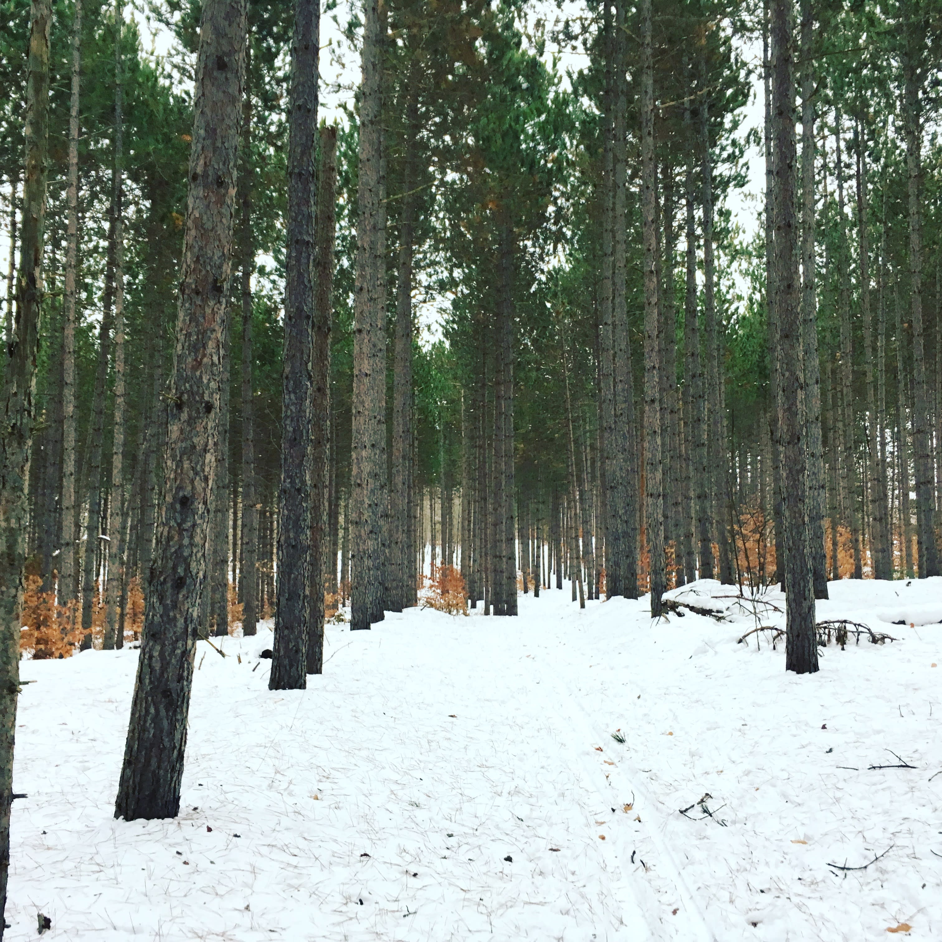 Hartwick Pines State Park