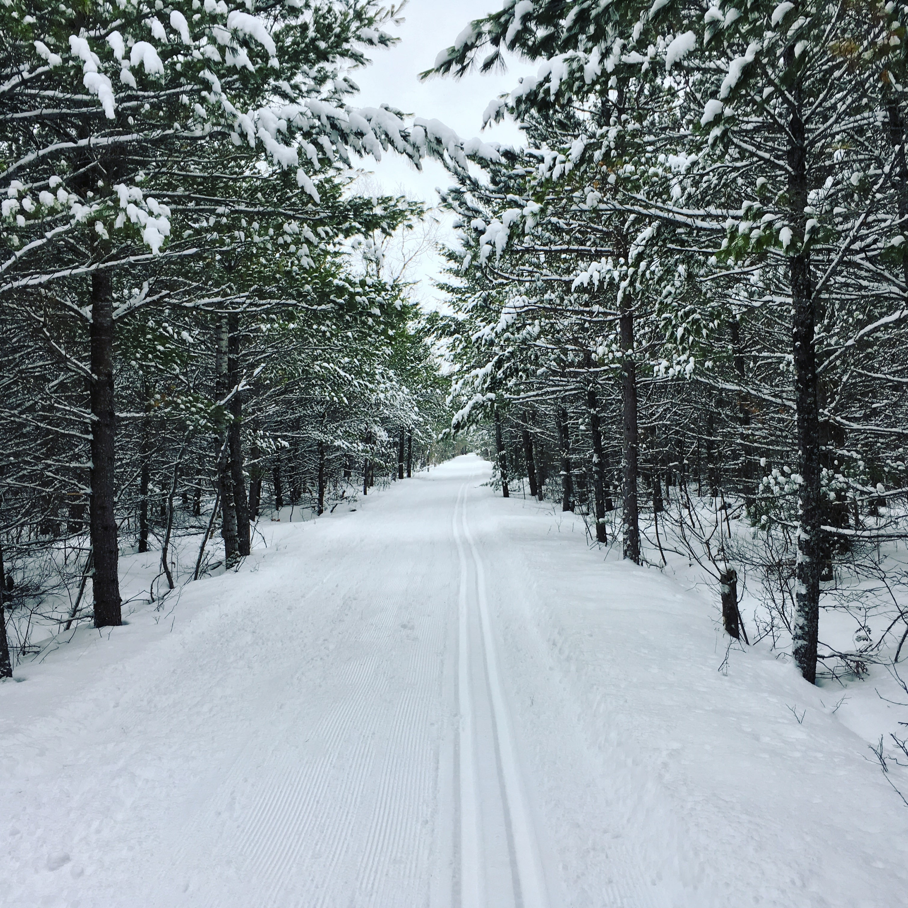 Hartwick Pines State Park