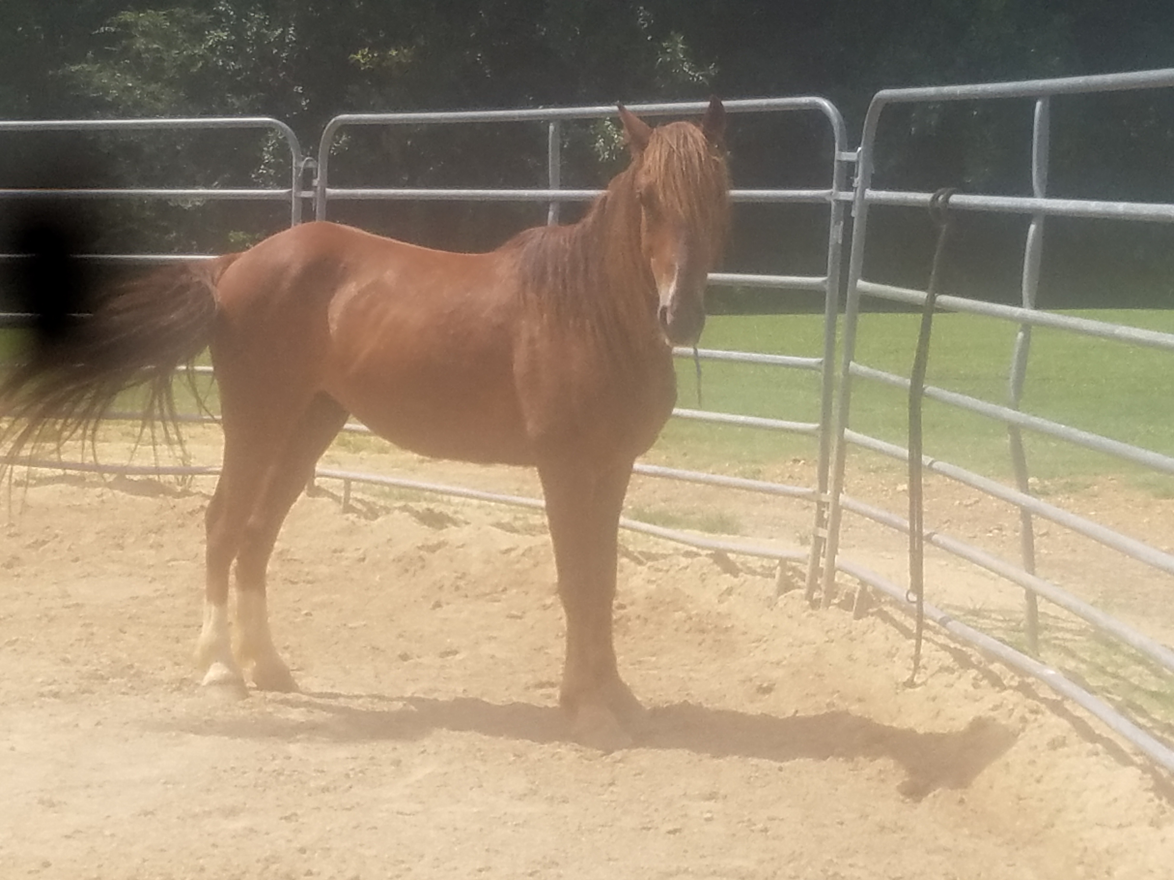 Wild mustangs to see 