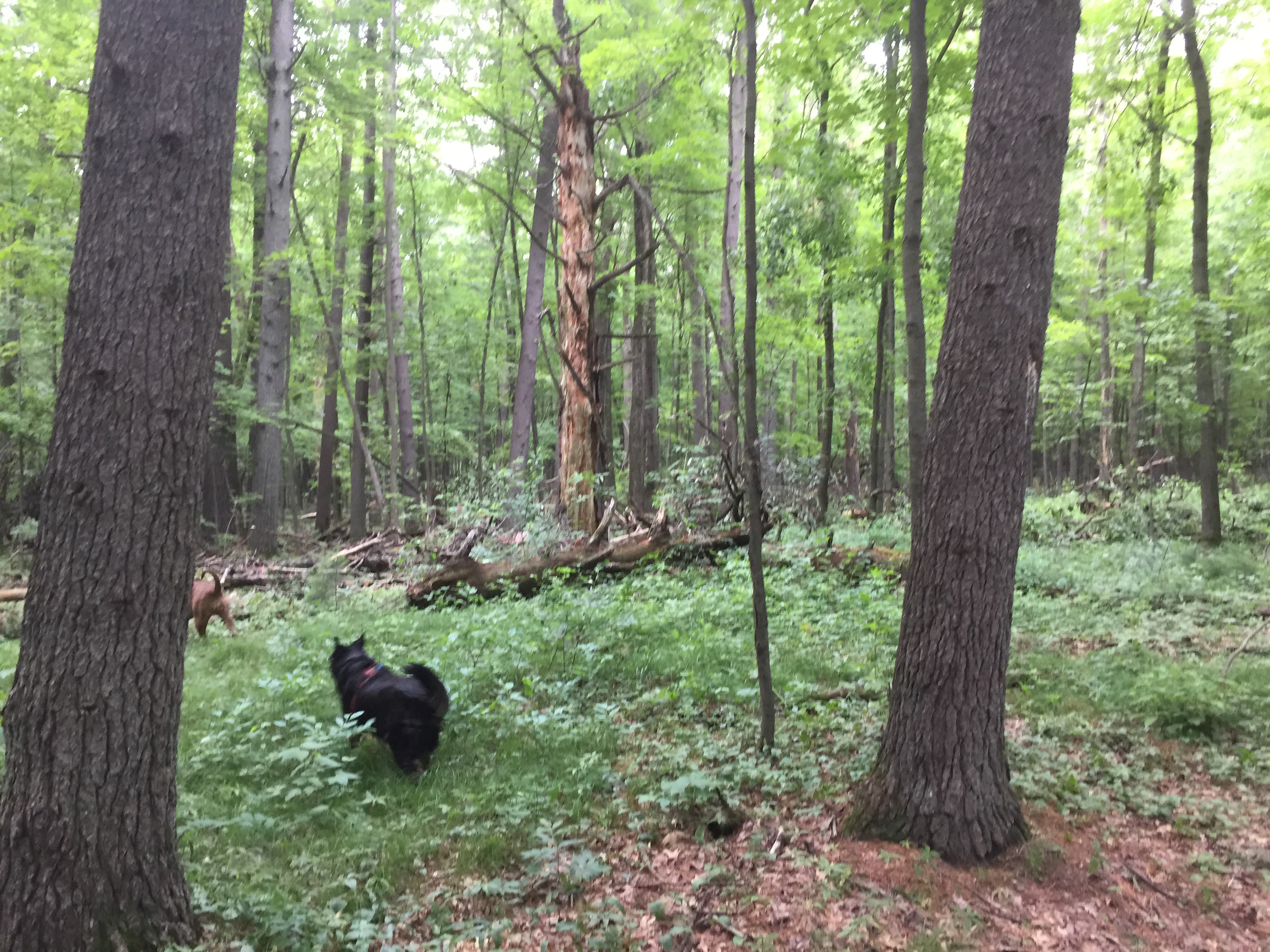 Two Lakes Campground