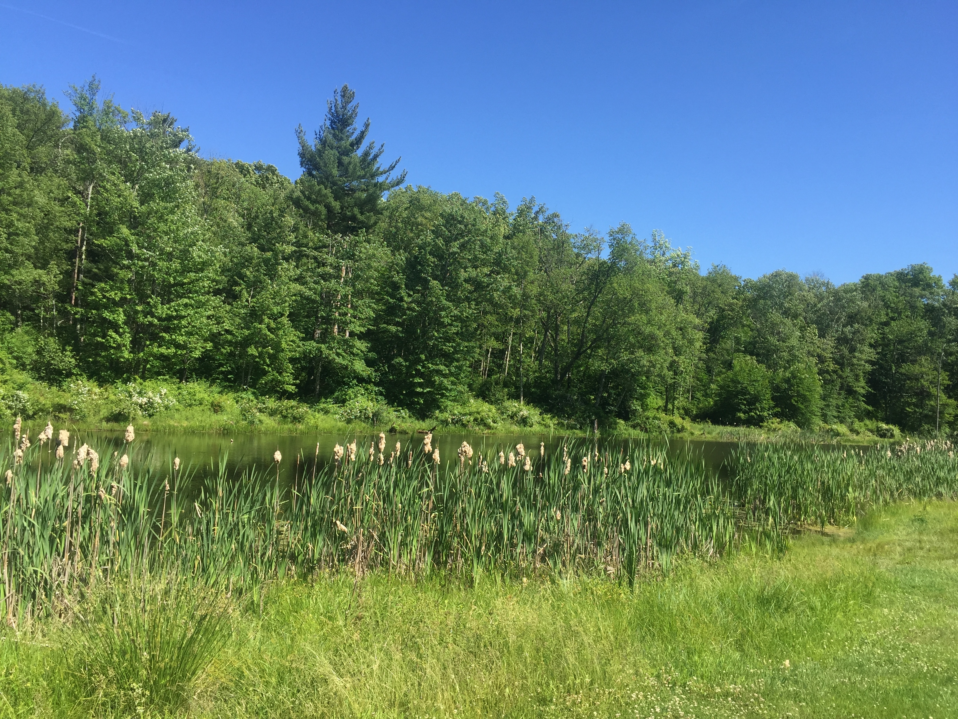 Shotwell Pond, theres a little bench to sit and drink your coffee or listen to the frogs chirp in the evening.