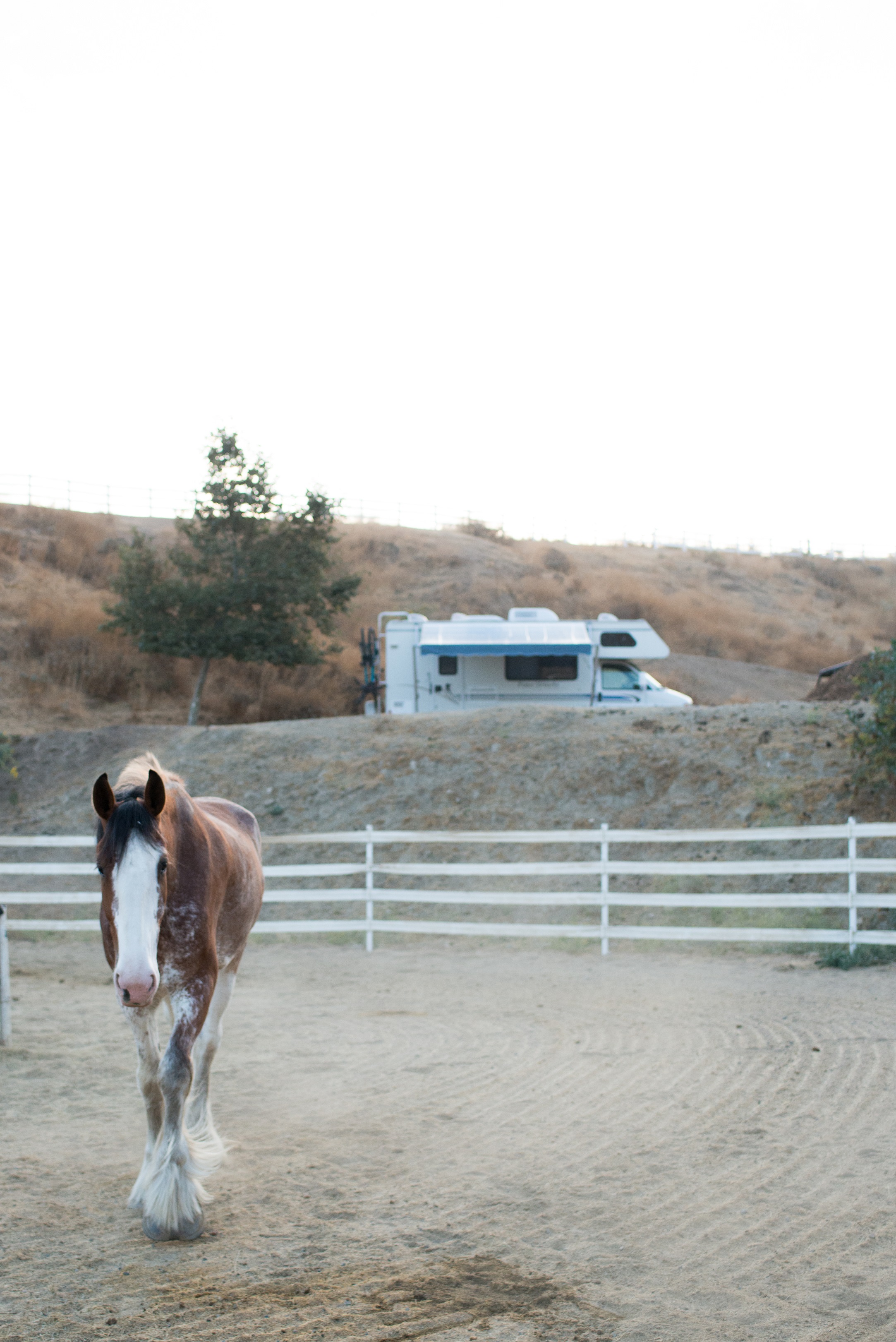 Truly incredible to have a campsite overlooking such gorgeous horses.