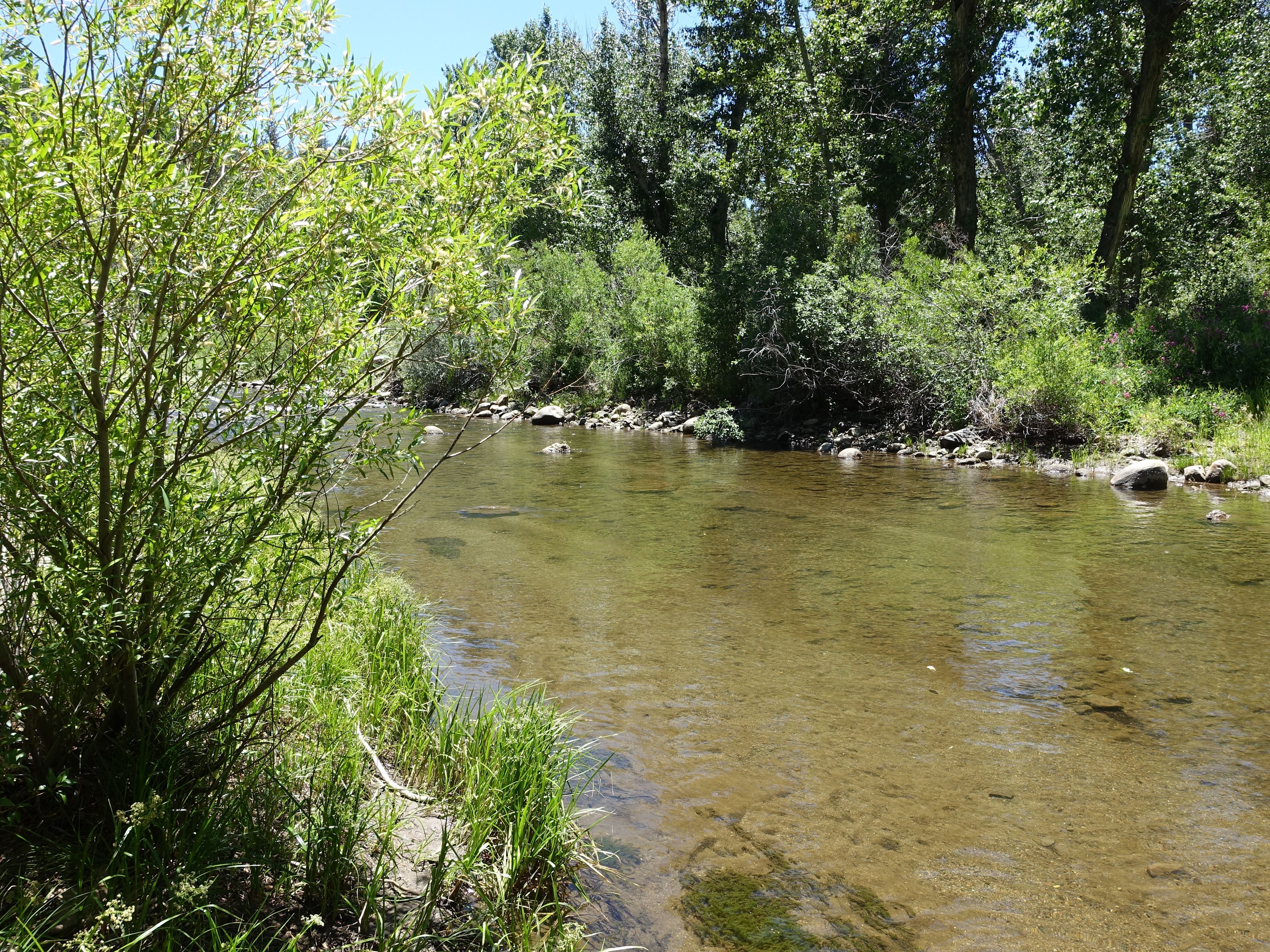 Markleeville Campground