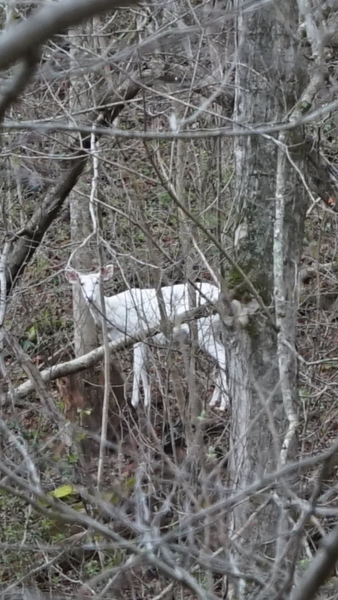 Albino Deer Family have been reproducing on our property for multiple generations! very unique!