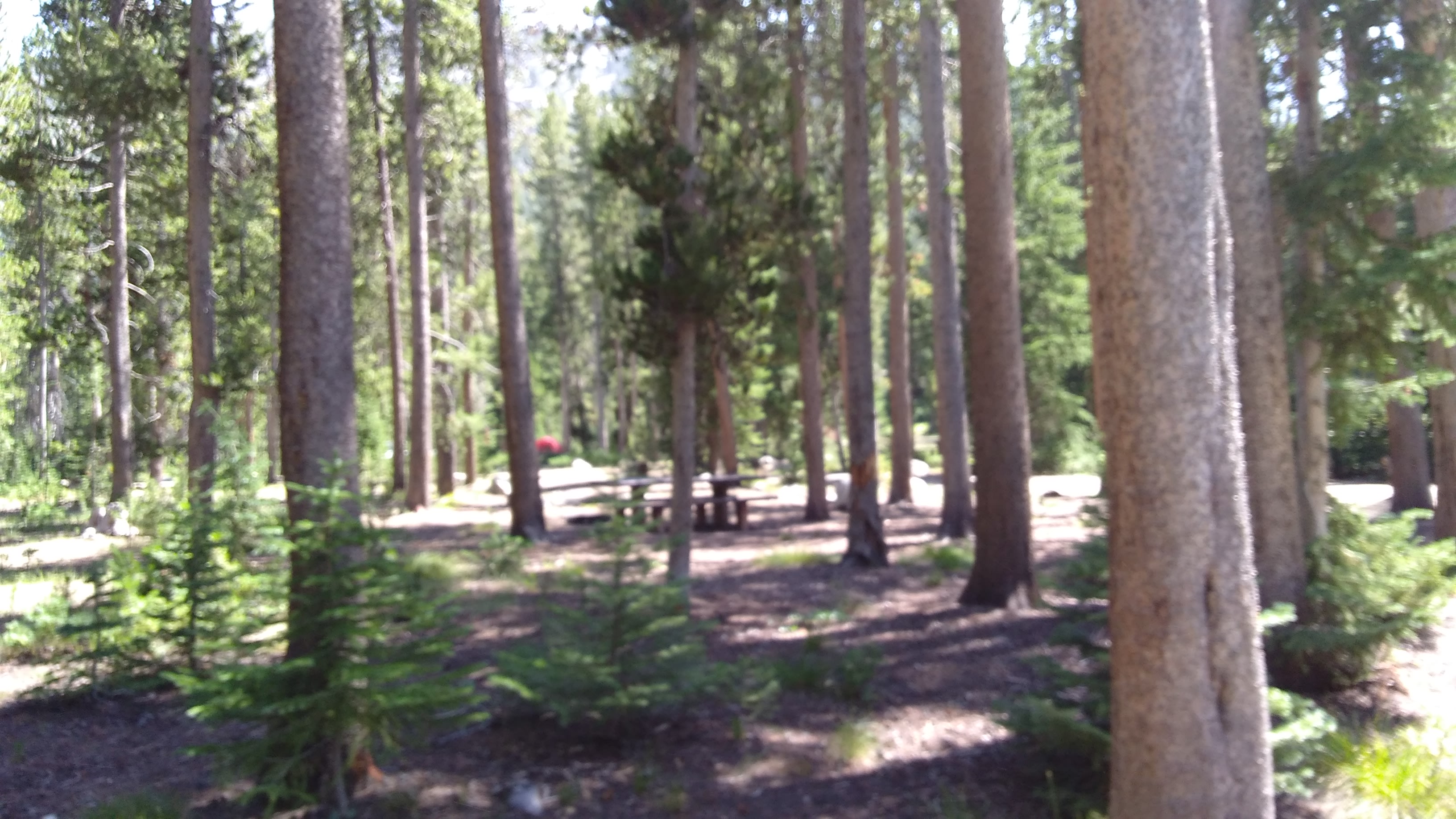 Salmon-Challis National Forest