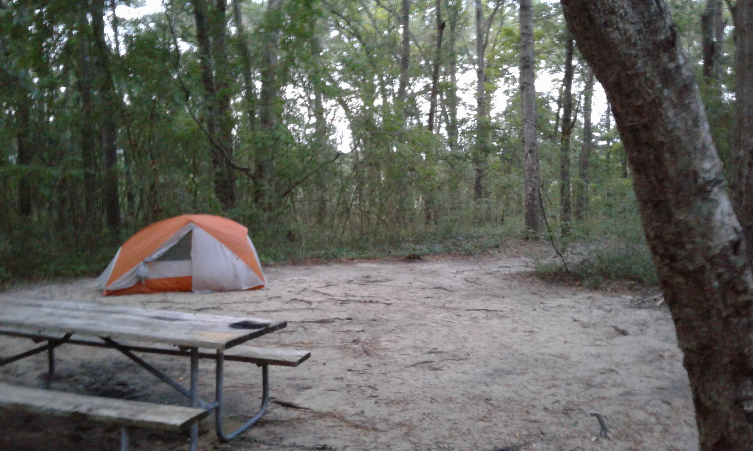 camping at Carolina Beach State Park was a peaceful easy way to fall asleep - the trail leads directly to the water - very nice! 