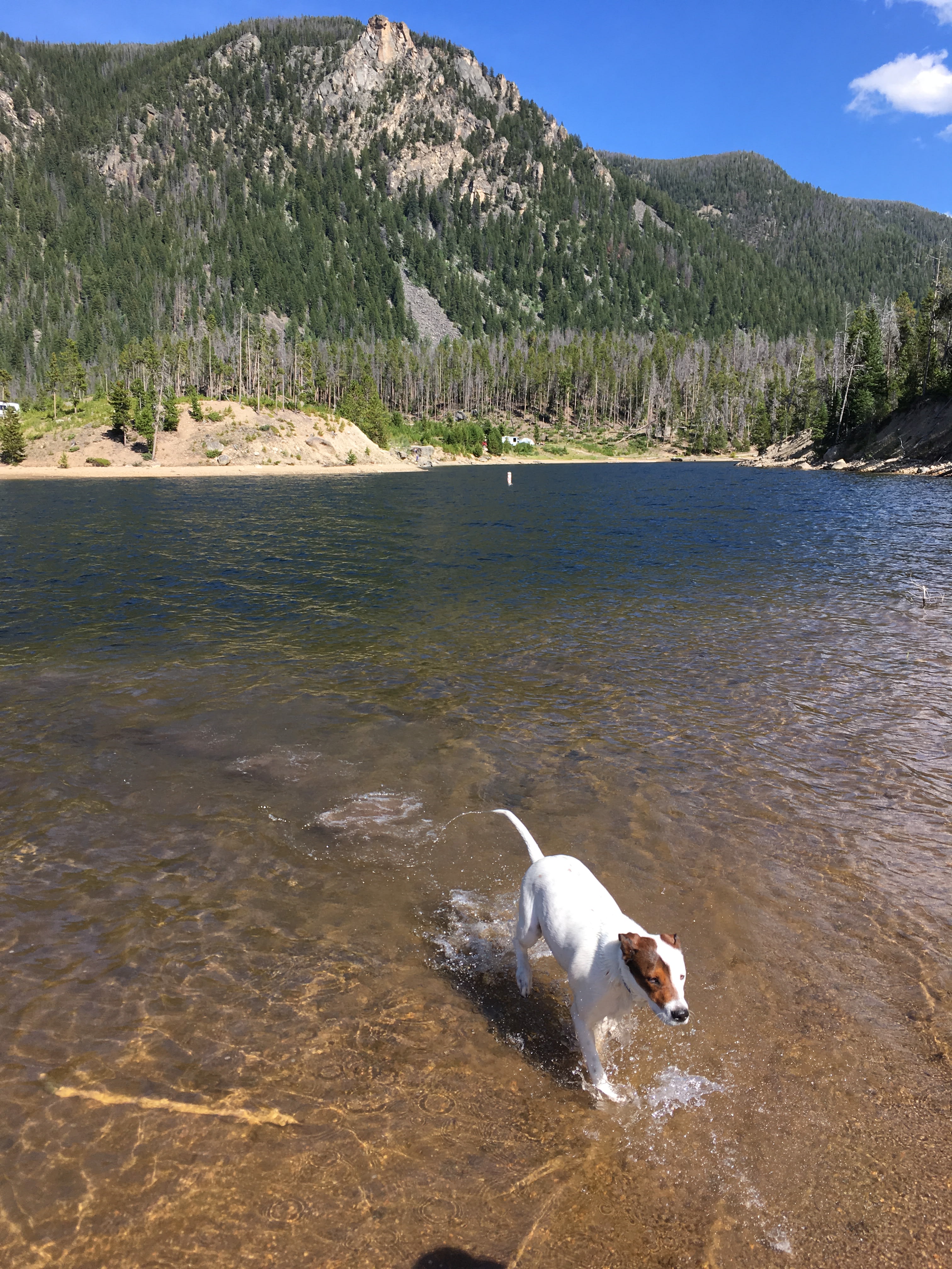 Playing fetch in Lake Granby!