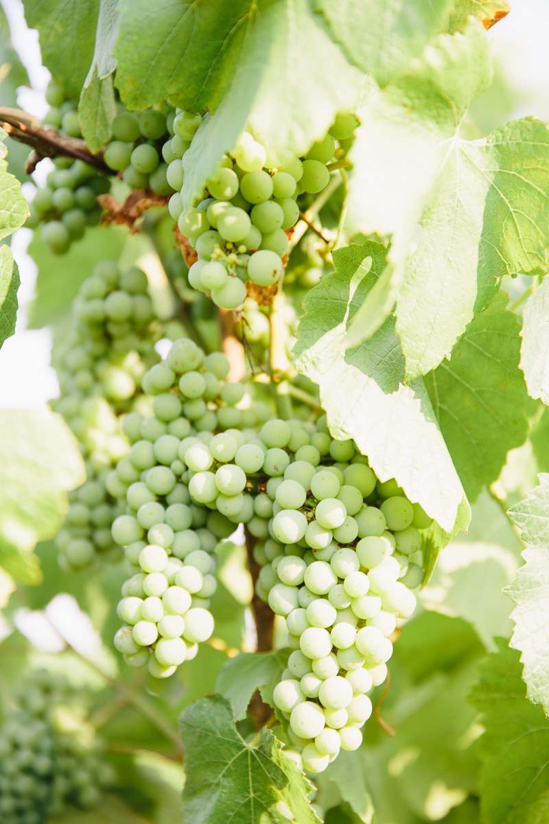 The grapes growing in the vineyards across the field.