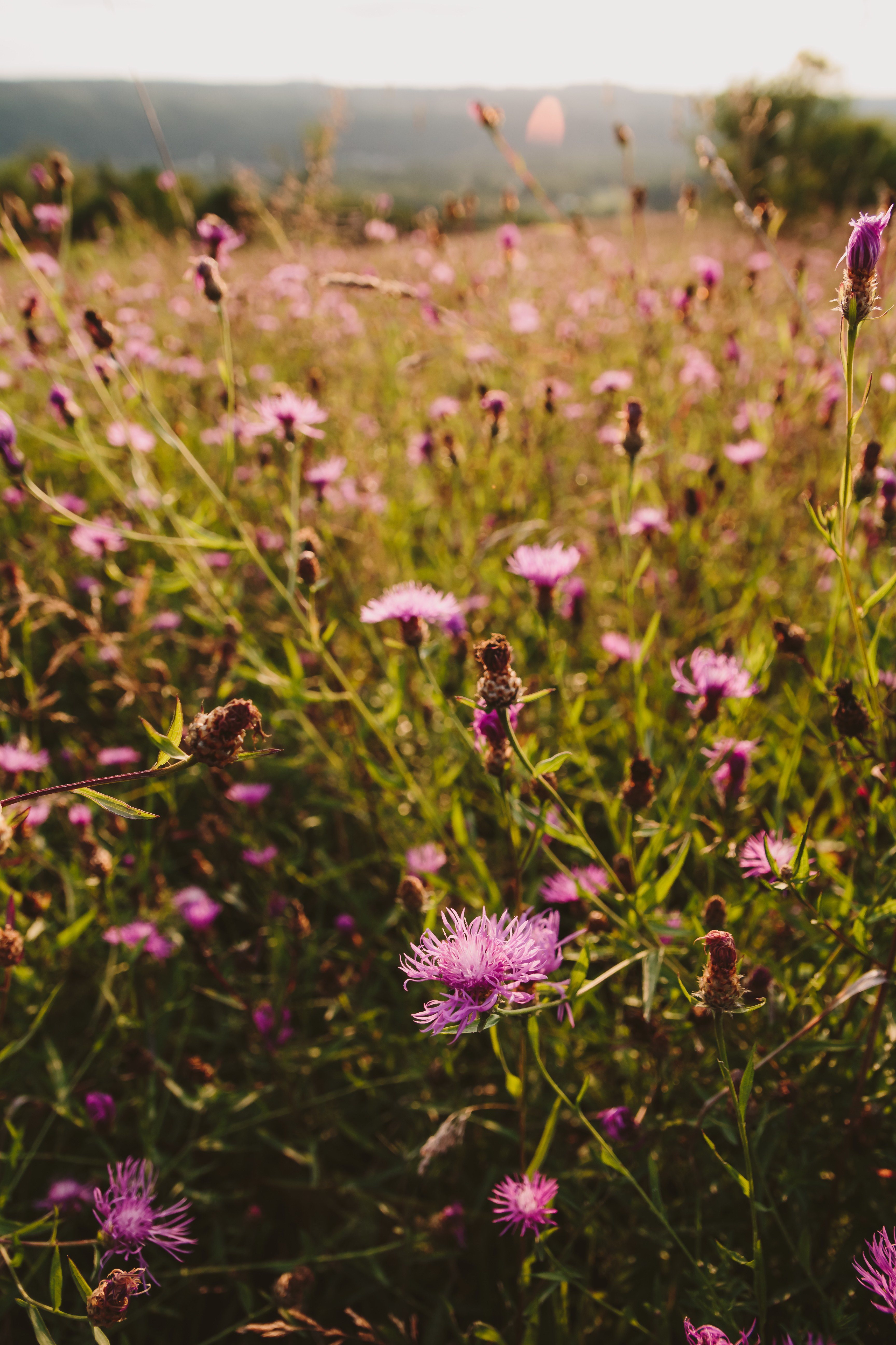 Endless field of purple wildflowers