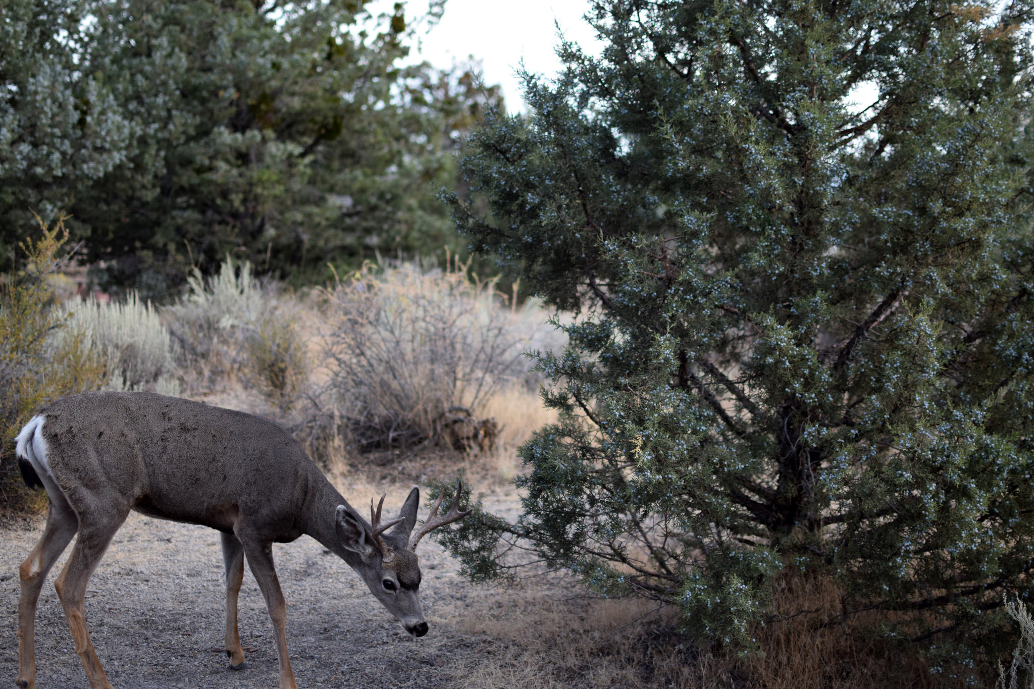 The deer were very comfortable hanging out around camp.