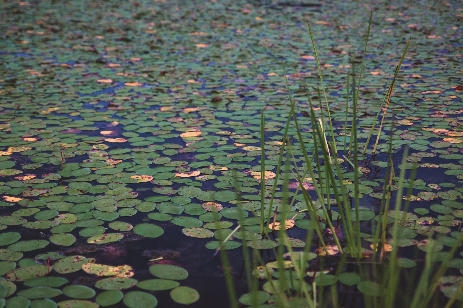 Sawmill Lake lily pads.