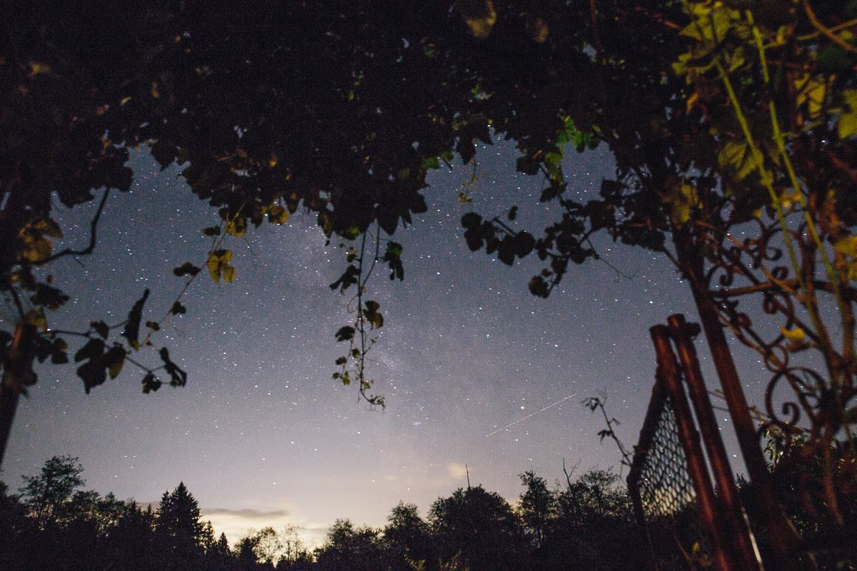 Stars framed by the hanging grape vines.