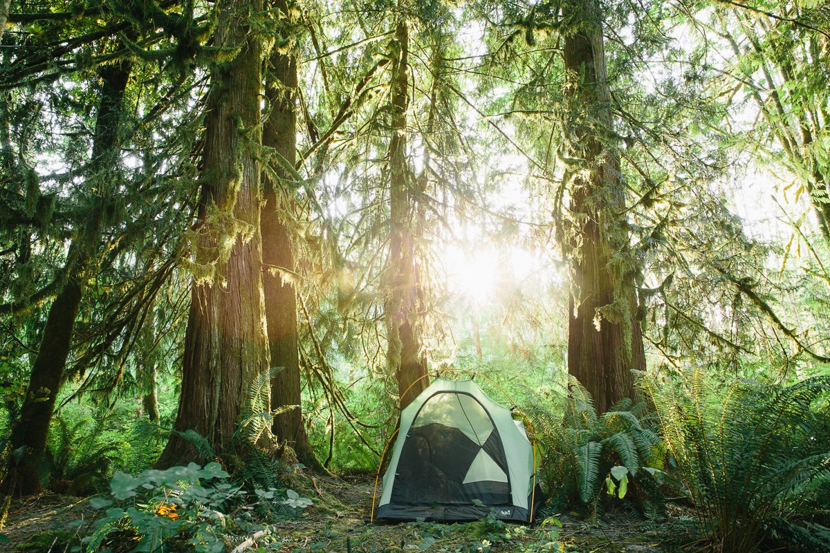 The tall, beautiful cedars provided a a stunning canopy.