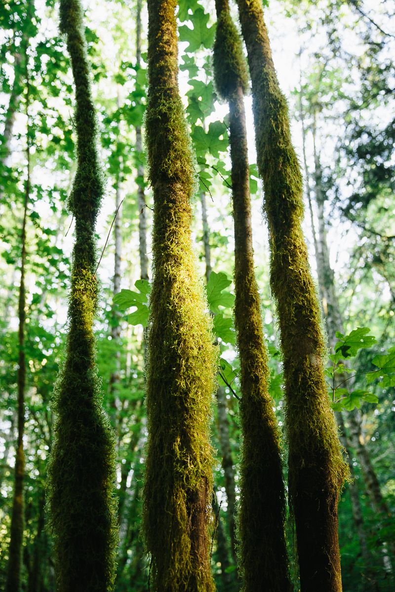 Mossy Magical Forest
