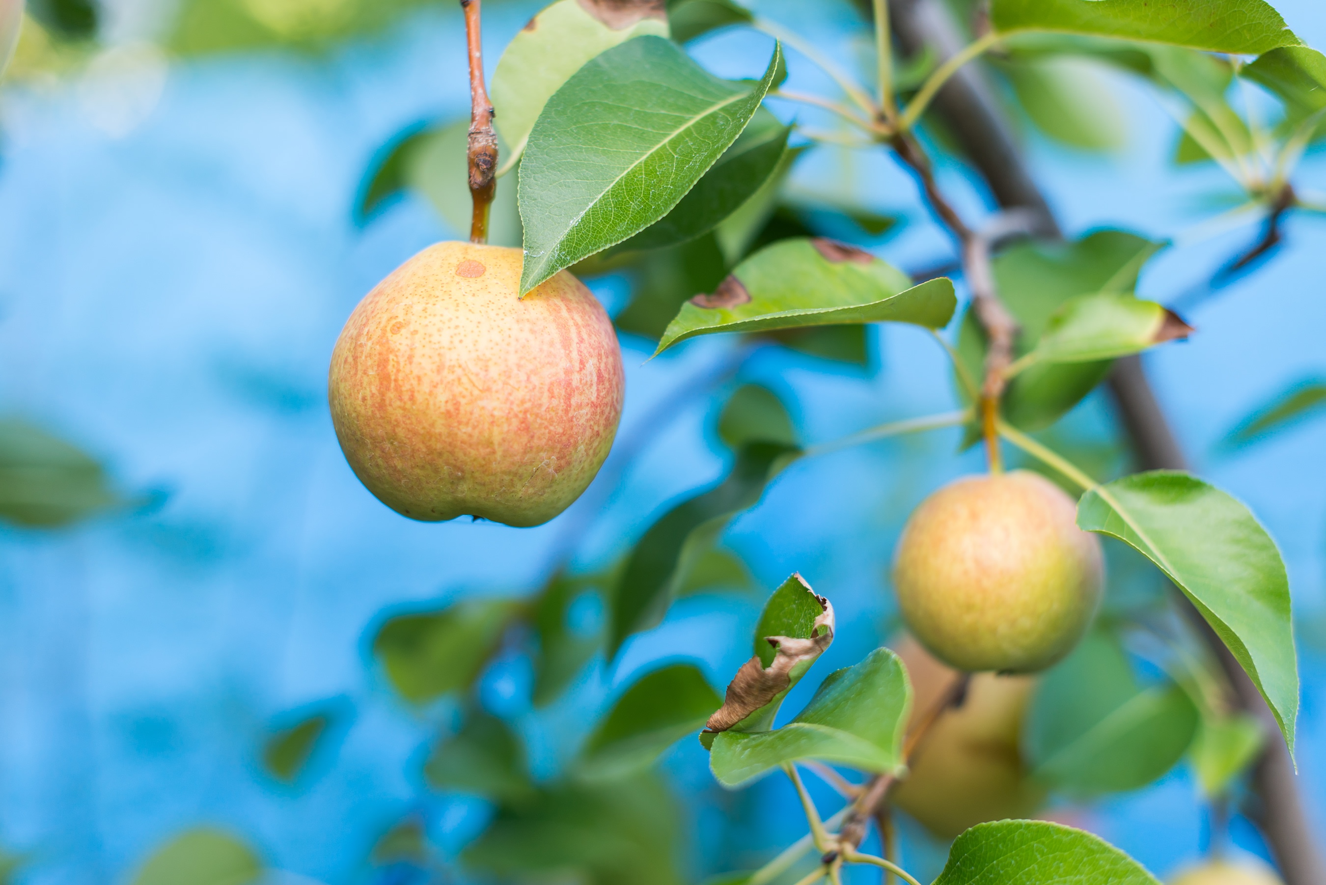 Beautiful fruits and flowers all over the property!