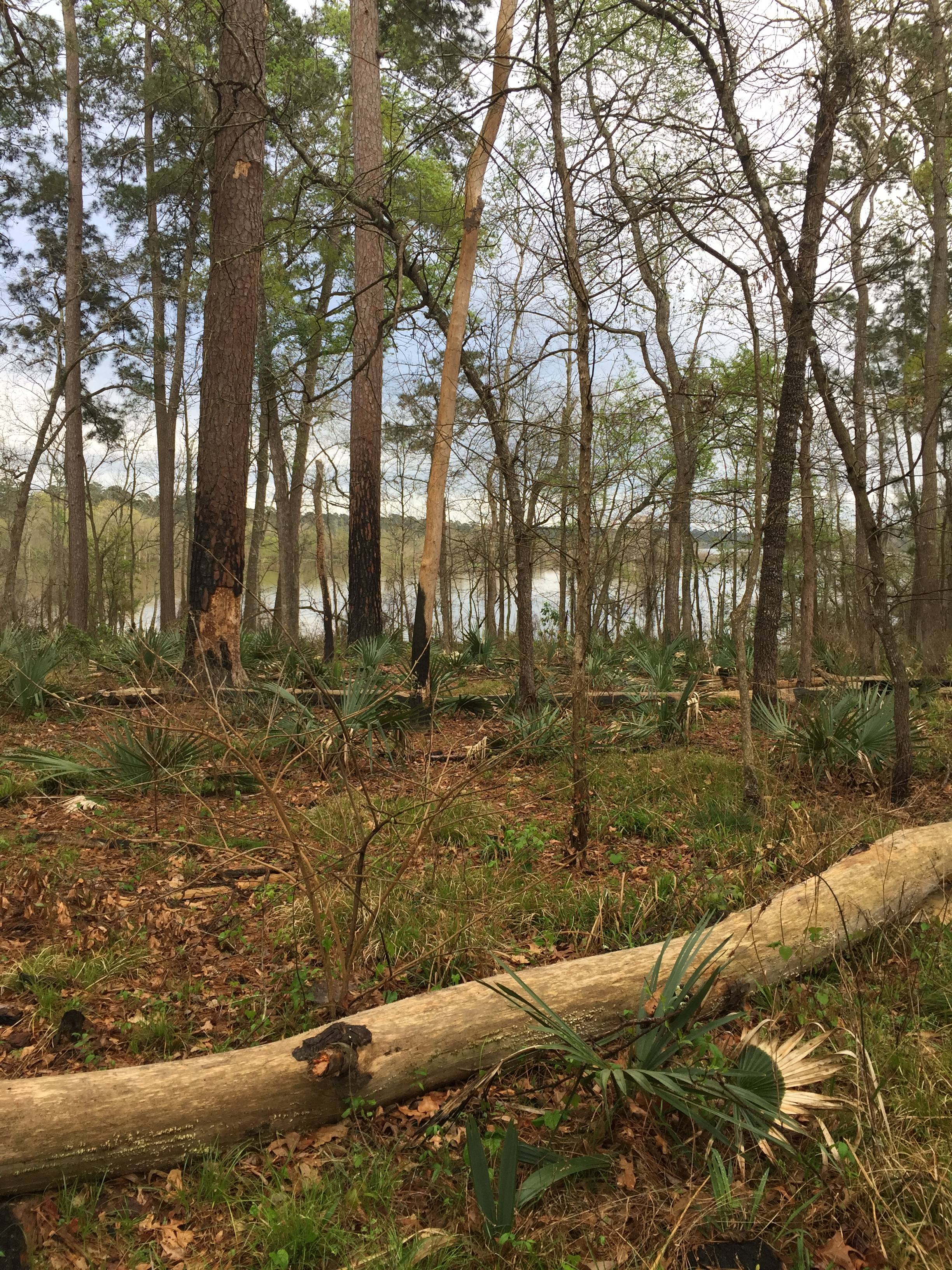 Sam Houston National Forest