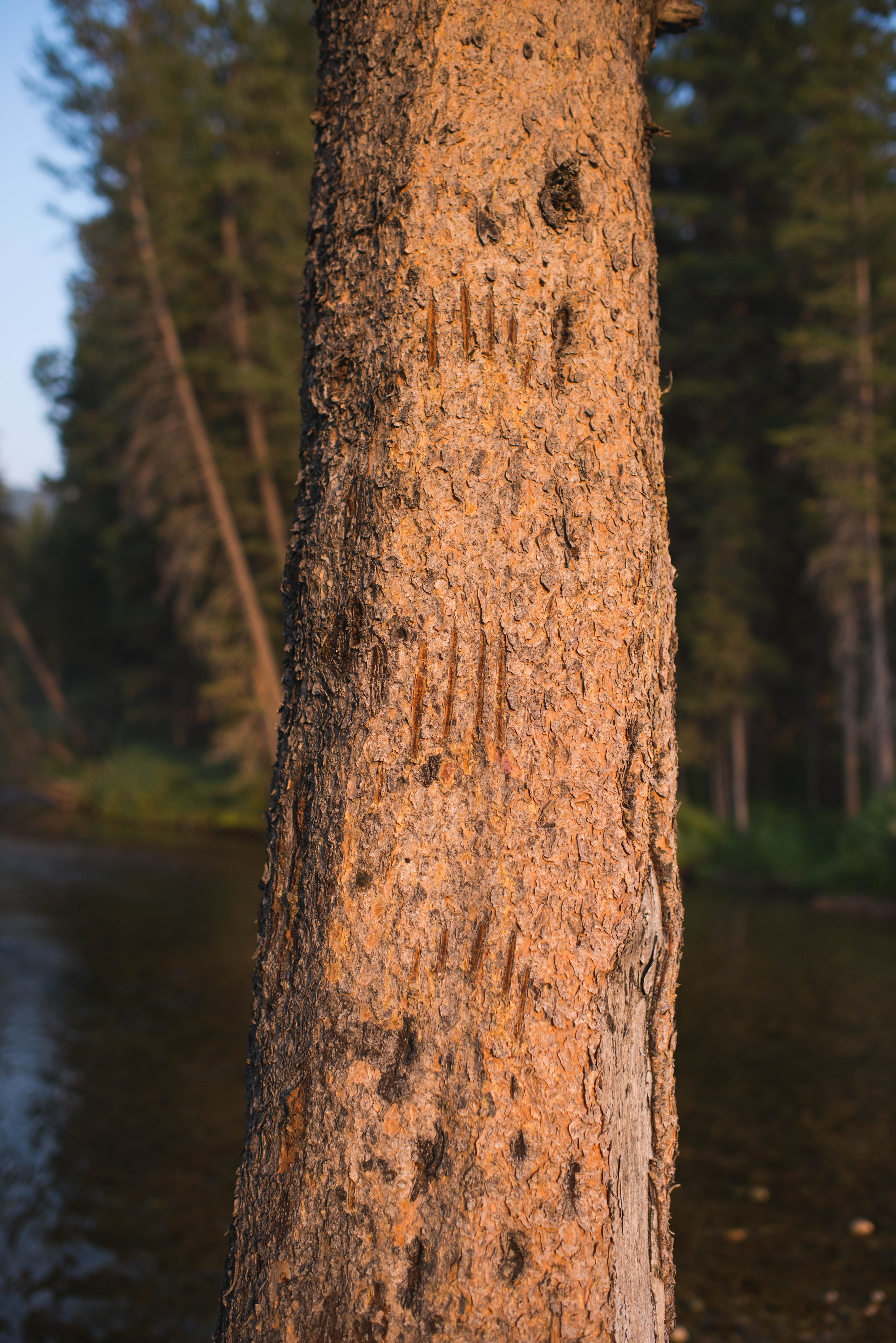 Crazy bear scratches on the trees