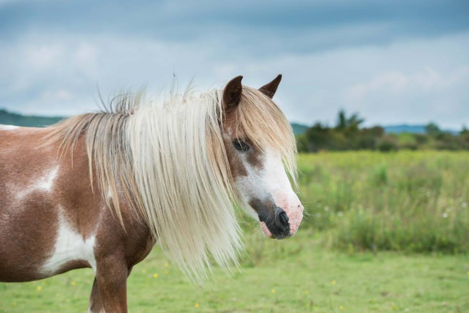 The adorable wild ponies of Grayson Highlands.
