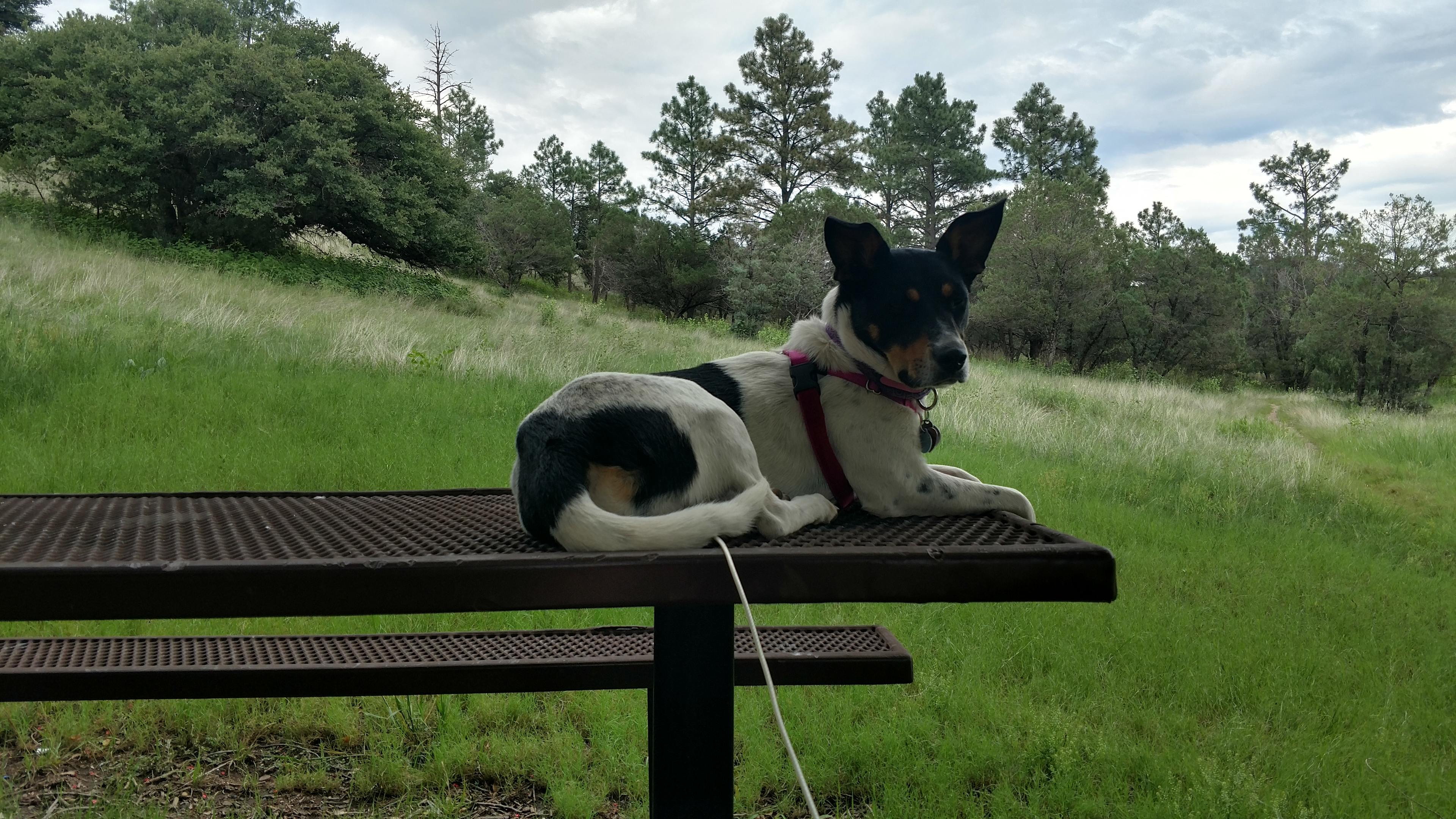 Della thinks this is what picnic tables are for.