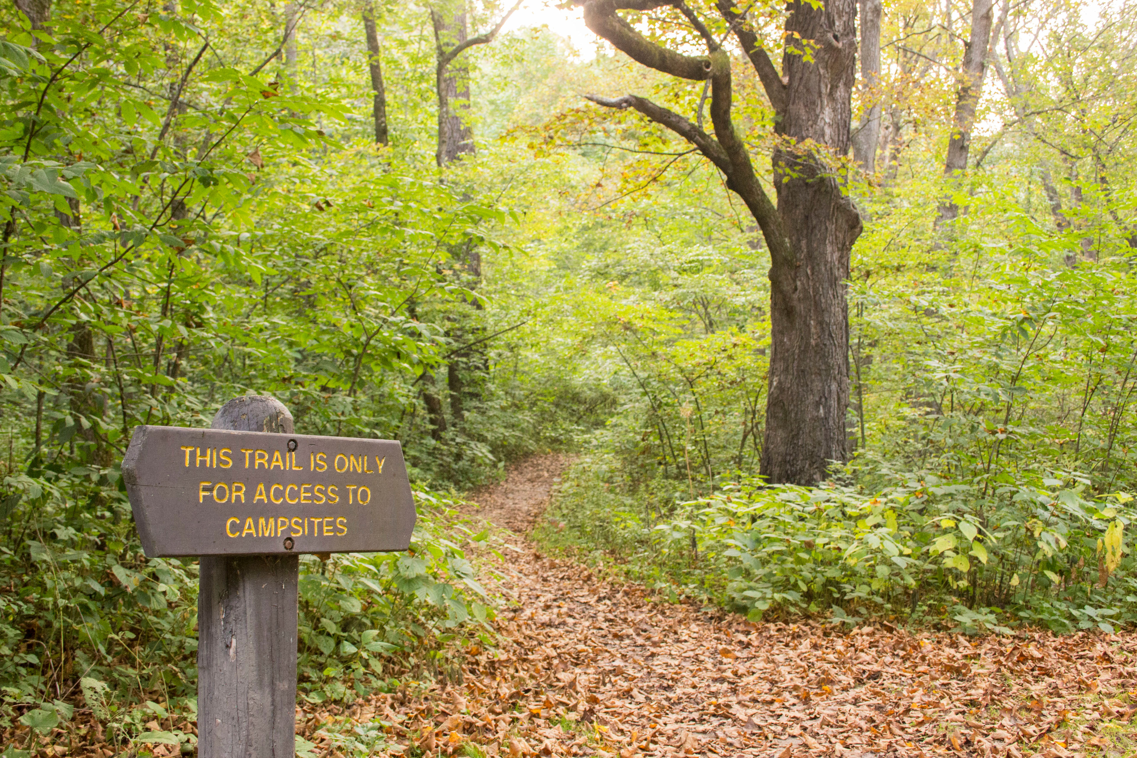 This walk-in only site was on the Gooseberry Glen side, however most of Gooseberry Glen was more open allowing for field games and activities. 