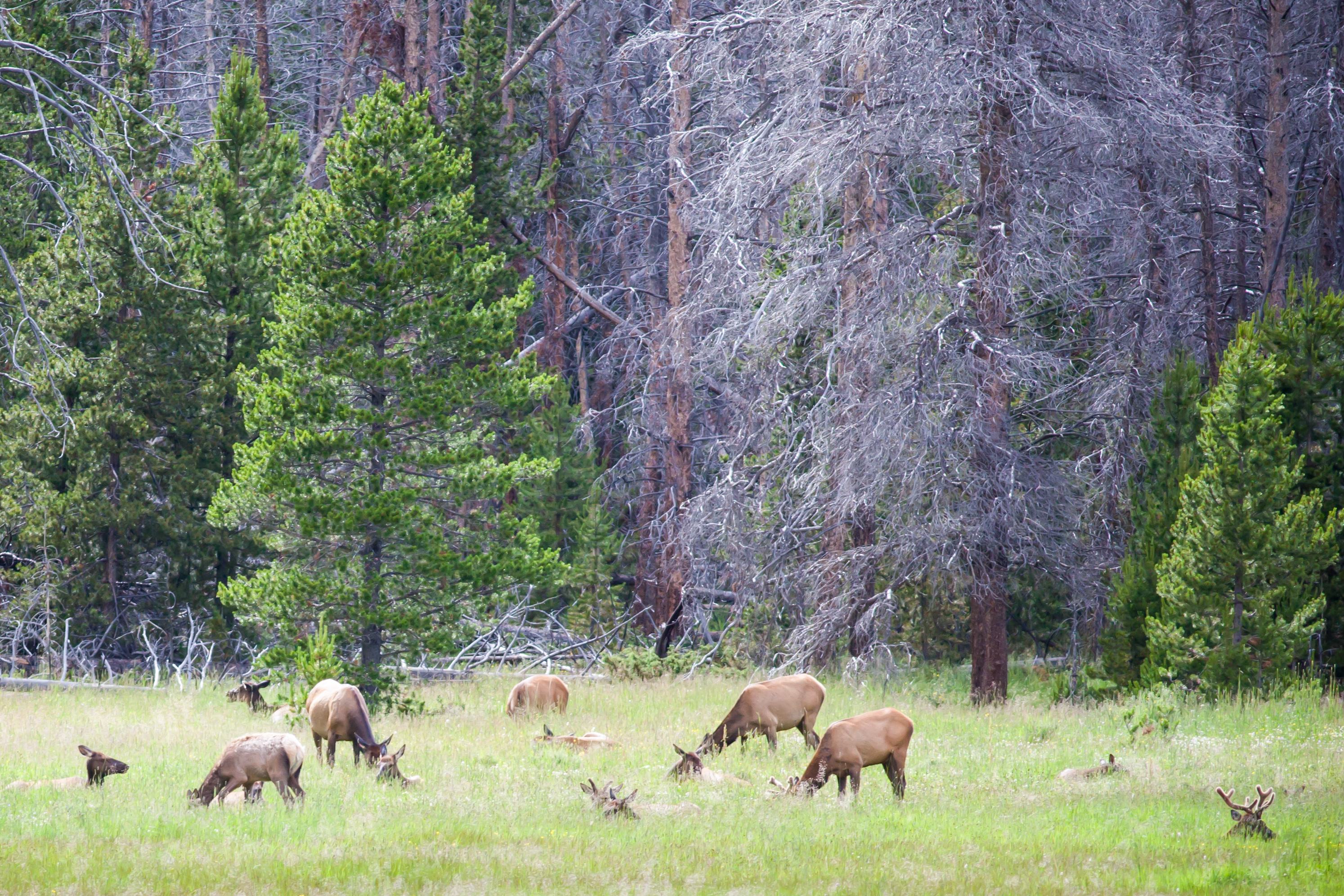 Elk in the meadows